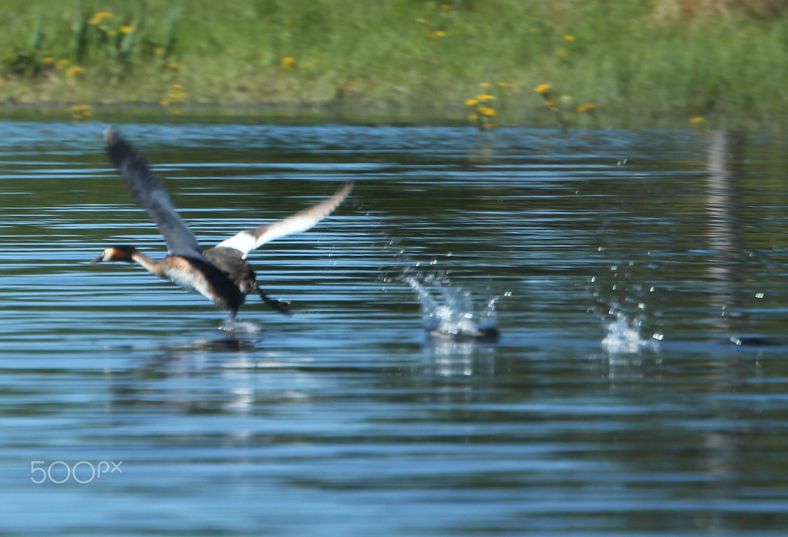 Canon EOS 700D (EOS Rebel T5i / EOS Kiss X7i) sample photo. Step..step..stride and up to fly... photography