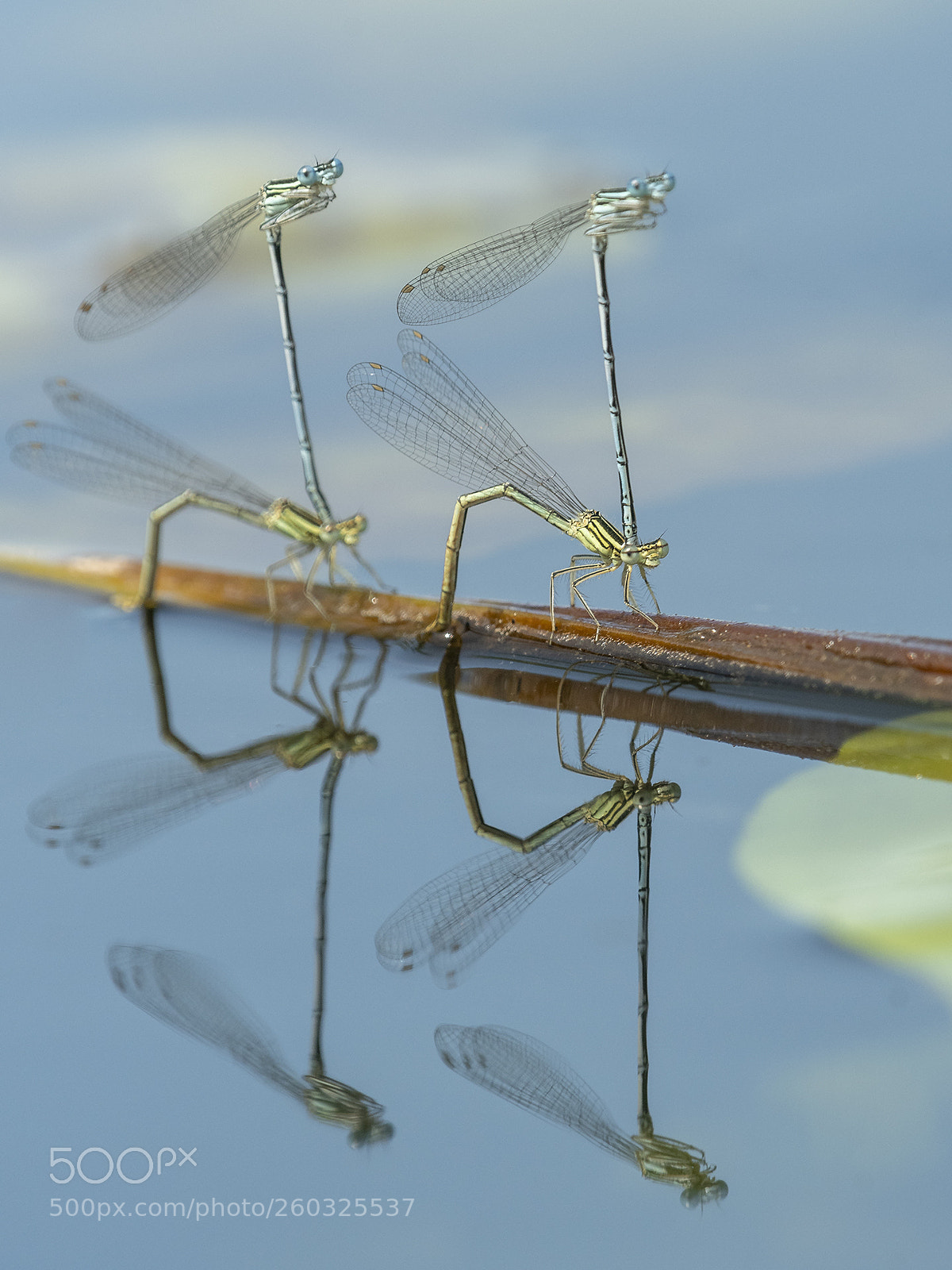 Nikon D500 sample photo. Blue featherlegs laying eggs photography