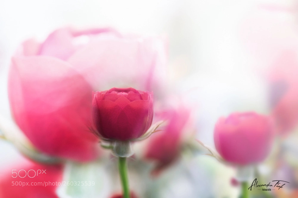 Nikon D850 sample photo. Likeadream iv photography