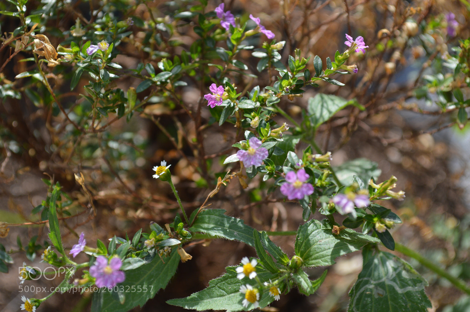 Nikon D3200 sample photo. Minis plantas photography