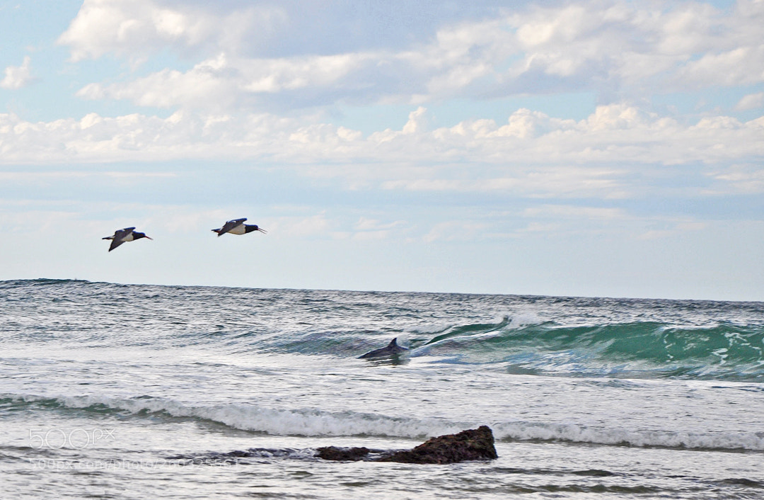 Nikon D90 sample photo. A chance encounter photography