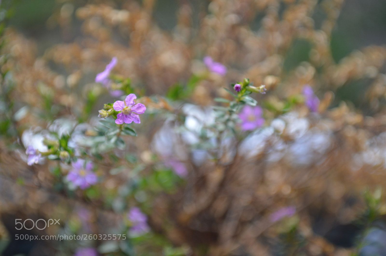 Nikon D3200 sample photo. Delirio de morado photography