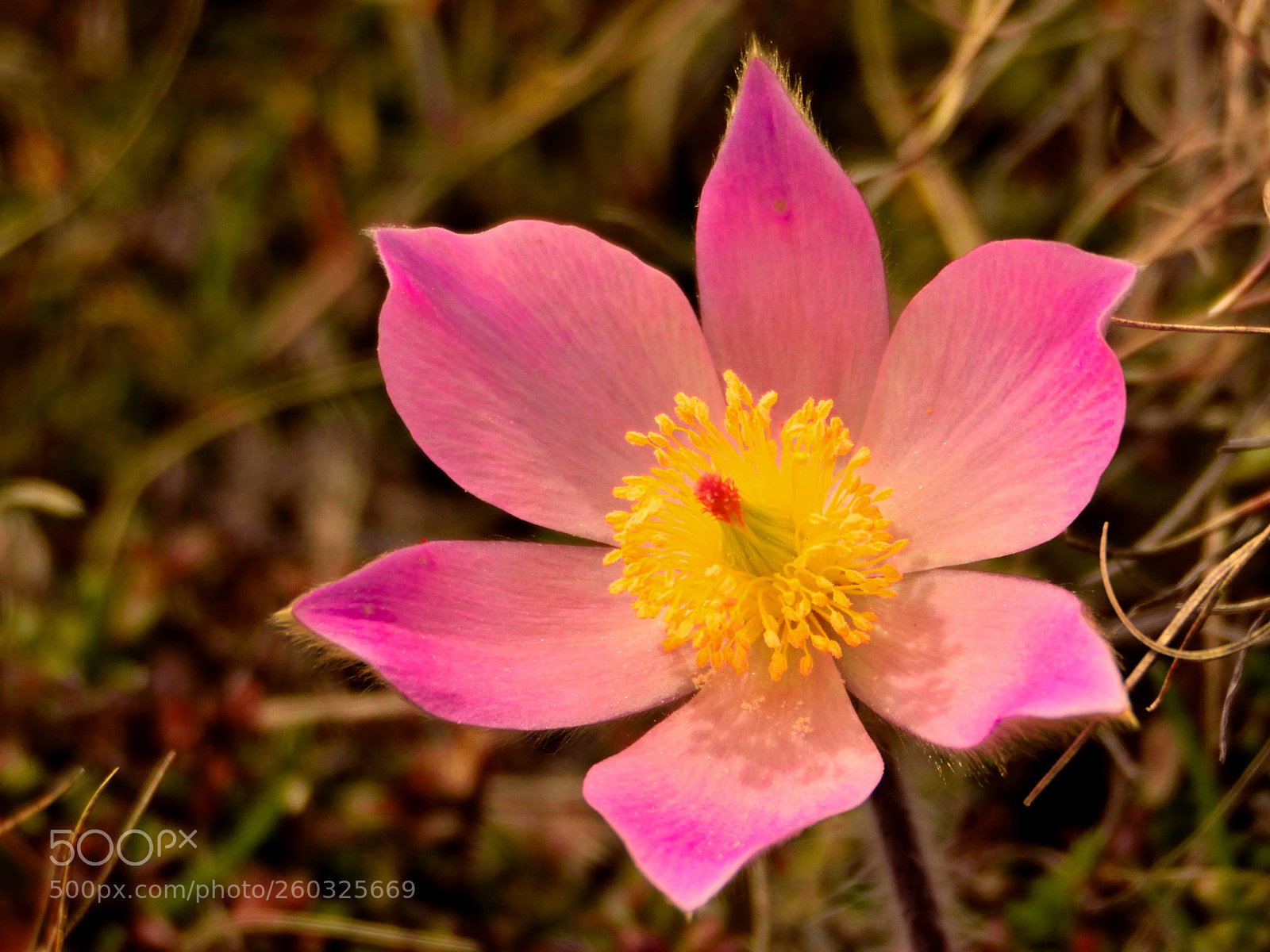 Nikon D3300 sample photo. Fully opened pulsatilla photography