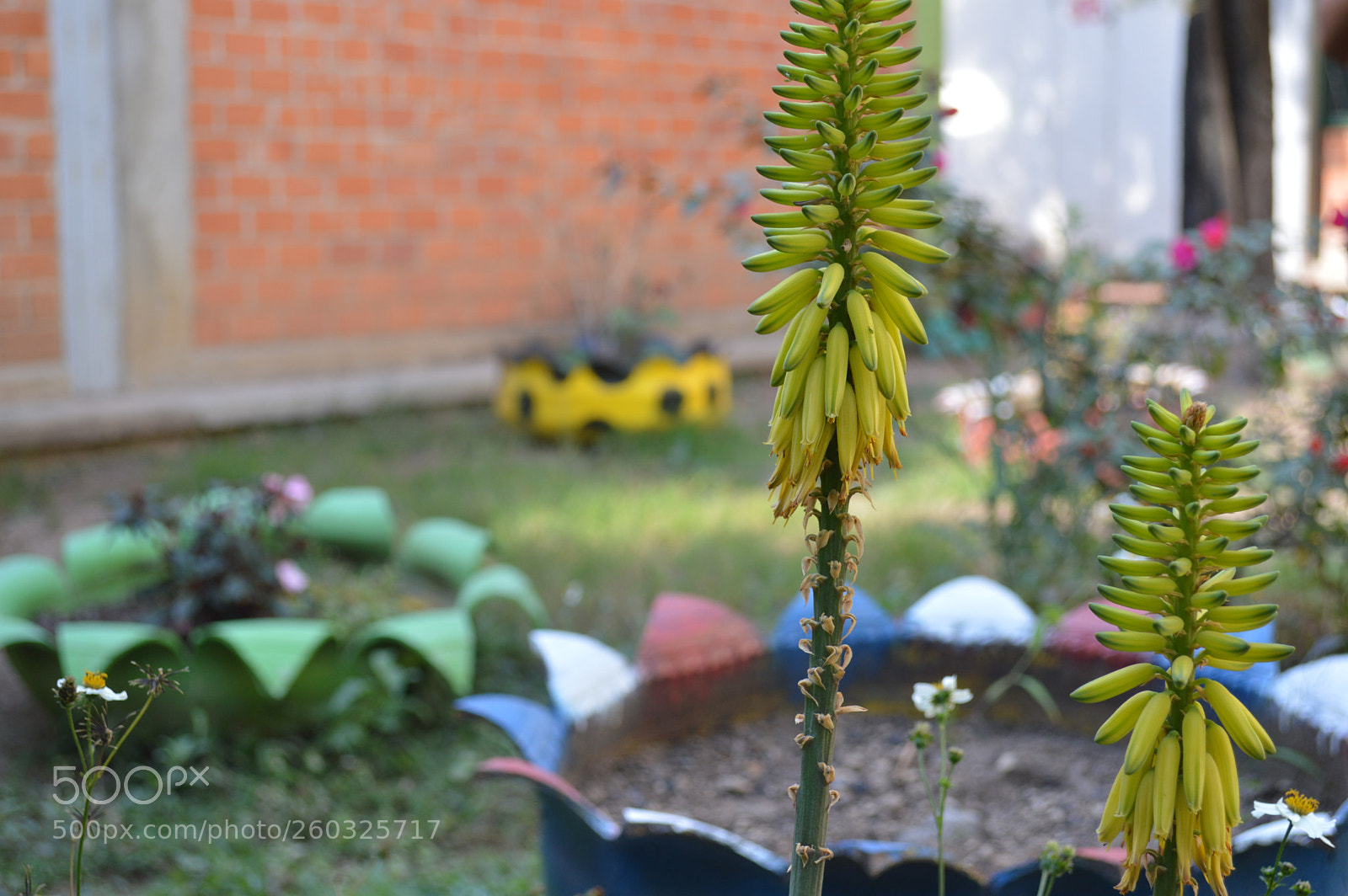 Nikon D3200 sample photo. Plantaci n de ox photography
