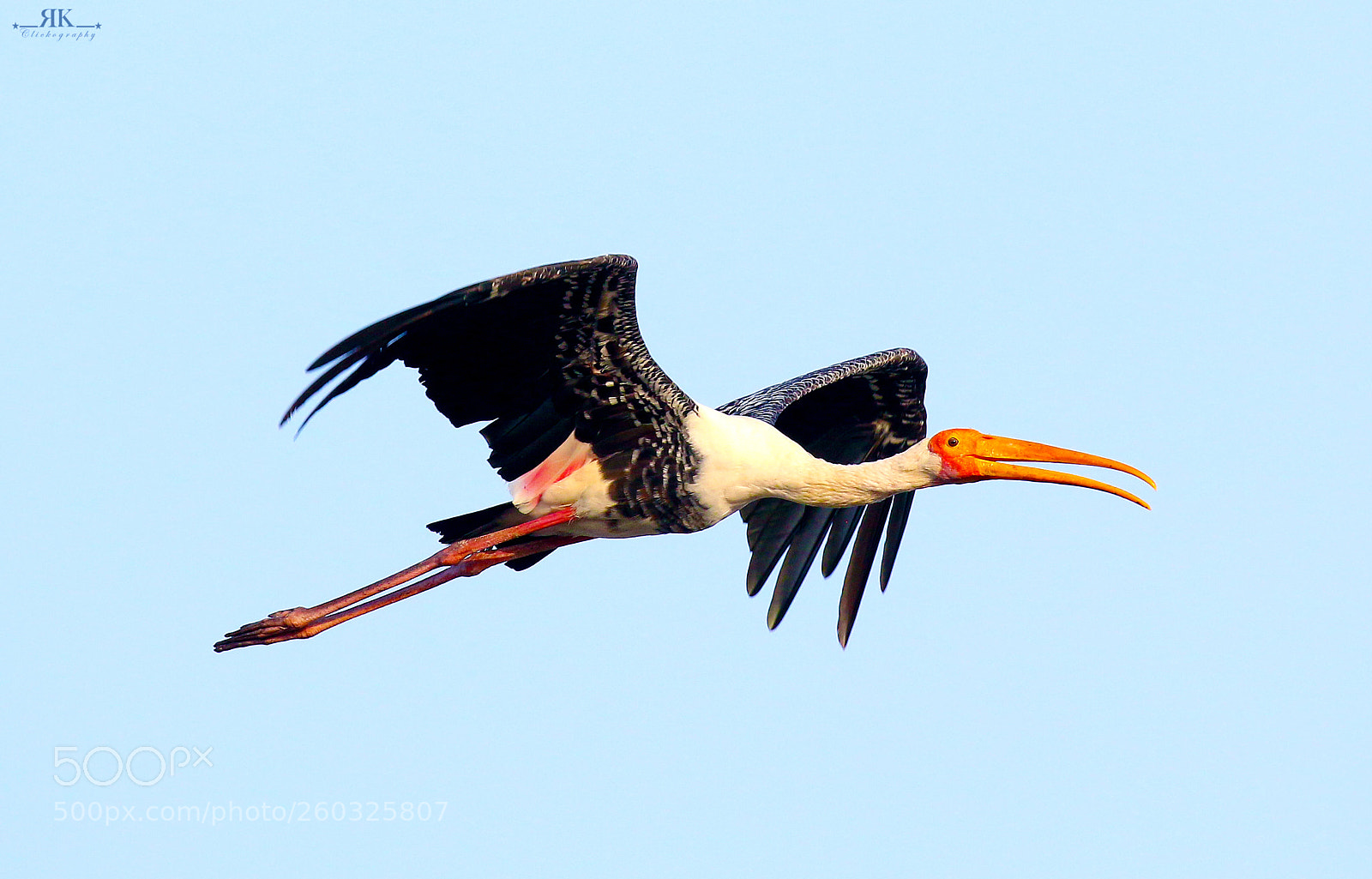 Canon EOS 70D sample photo. Painted stork photography