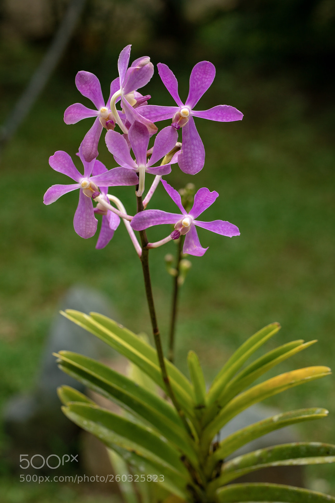 Canon EOS 5D Mark IV sample photo. Orchids photography