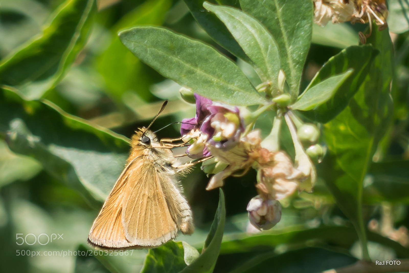 Sony DSC-RX100M5 sample photo. Lepke photography