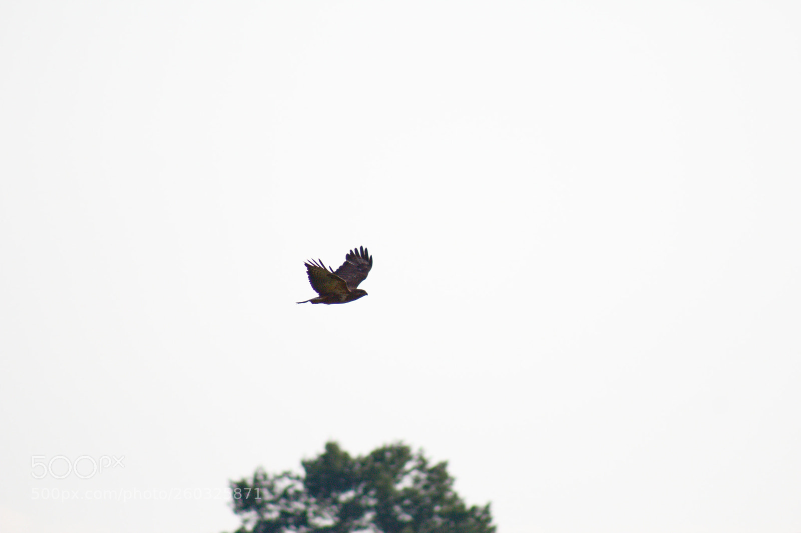Canon EOS 1200D (EOS Rebel T5 / EOS Kiss X70 / EOS Hi) sample photo. Bussard photography