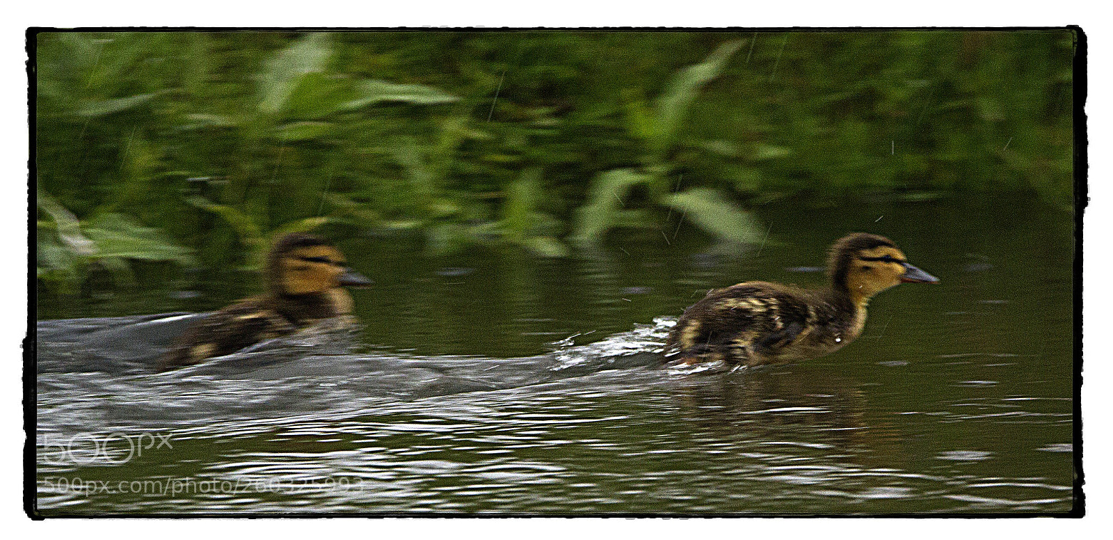 Canon EOS 7D sample photo. Duckling races. photography