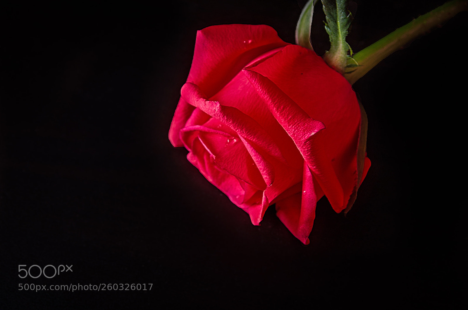 Pentax K-50 sample photo. Red rose photography