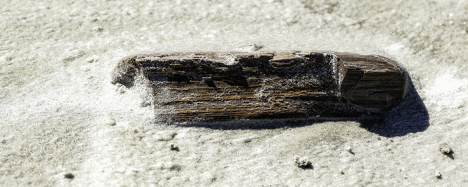 Nikon D700 sample photo. "driftwood in the sand" photography