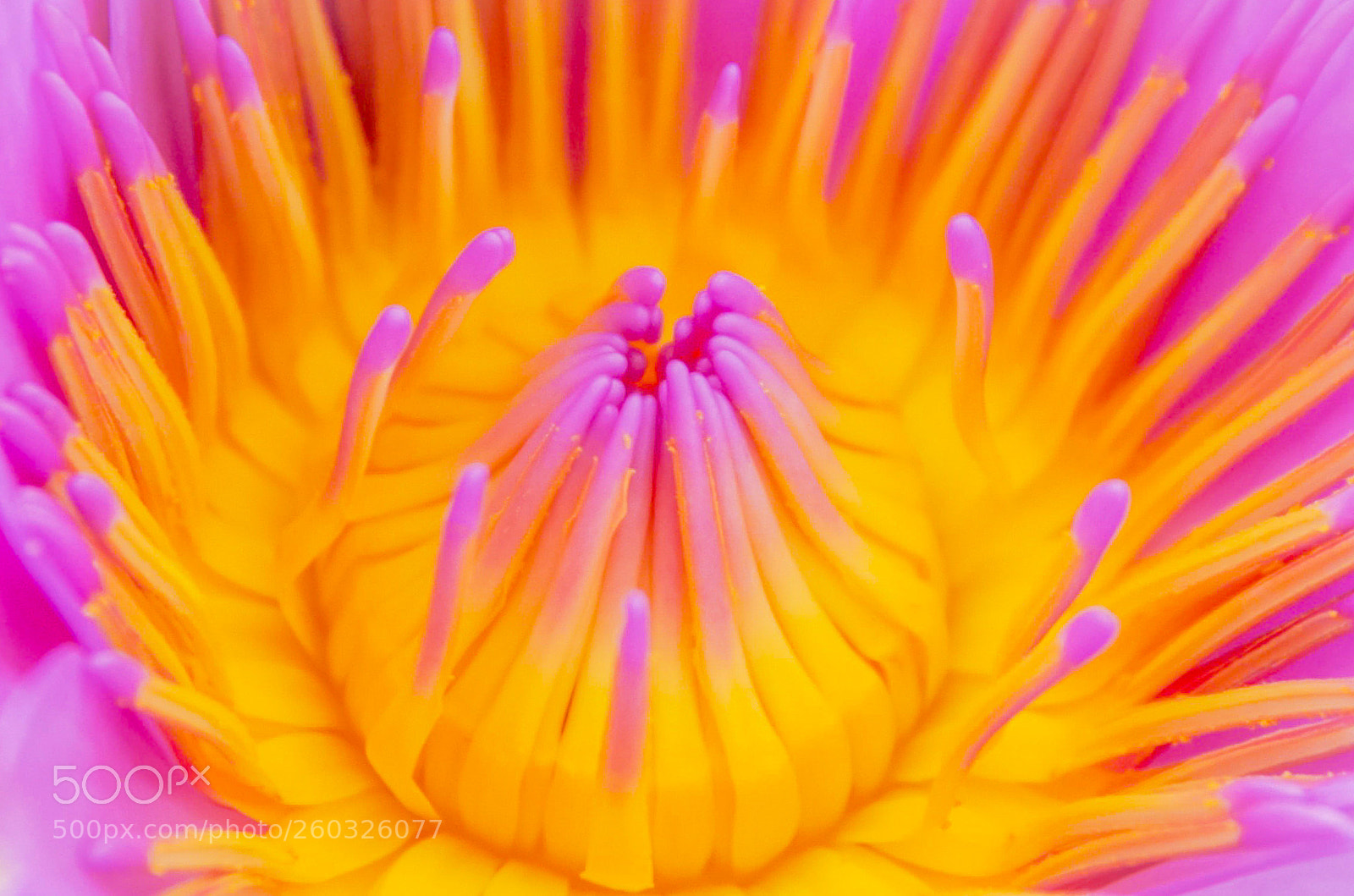 Pentax K-50 sample photo. The lotus photography
