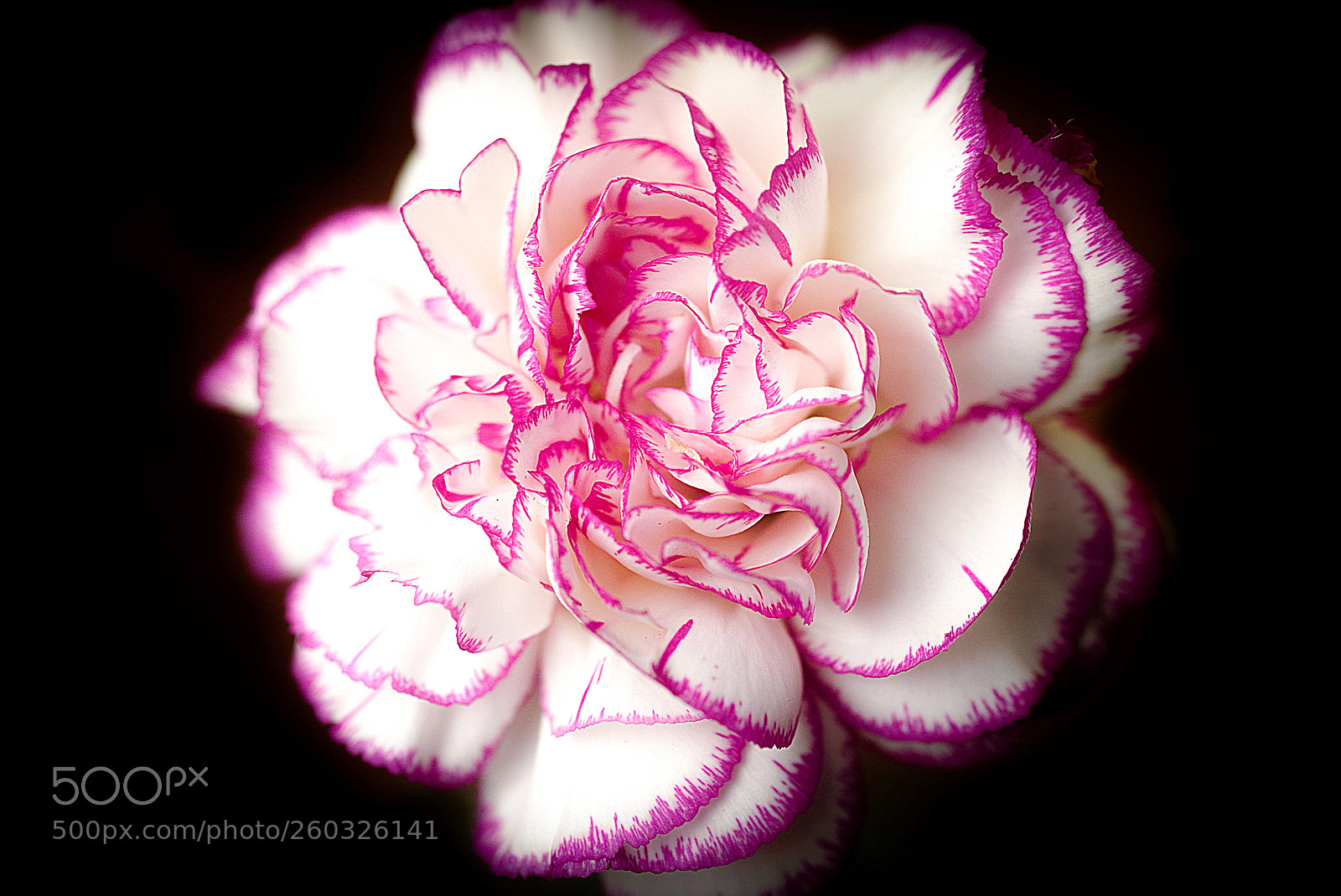 Pentax K-50 sample photo. Carnation flower photography