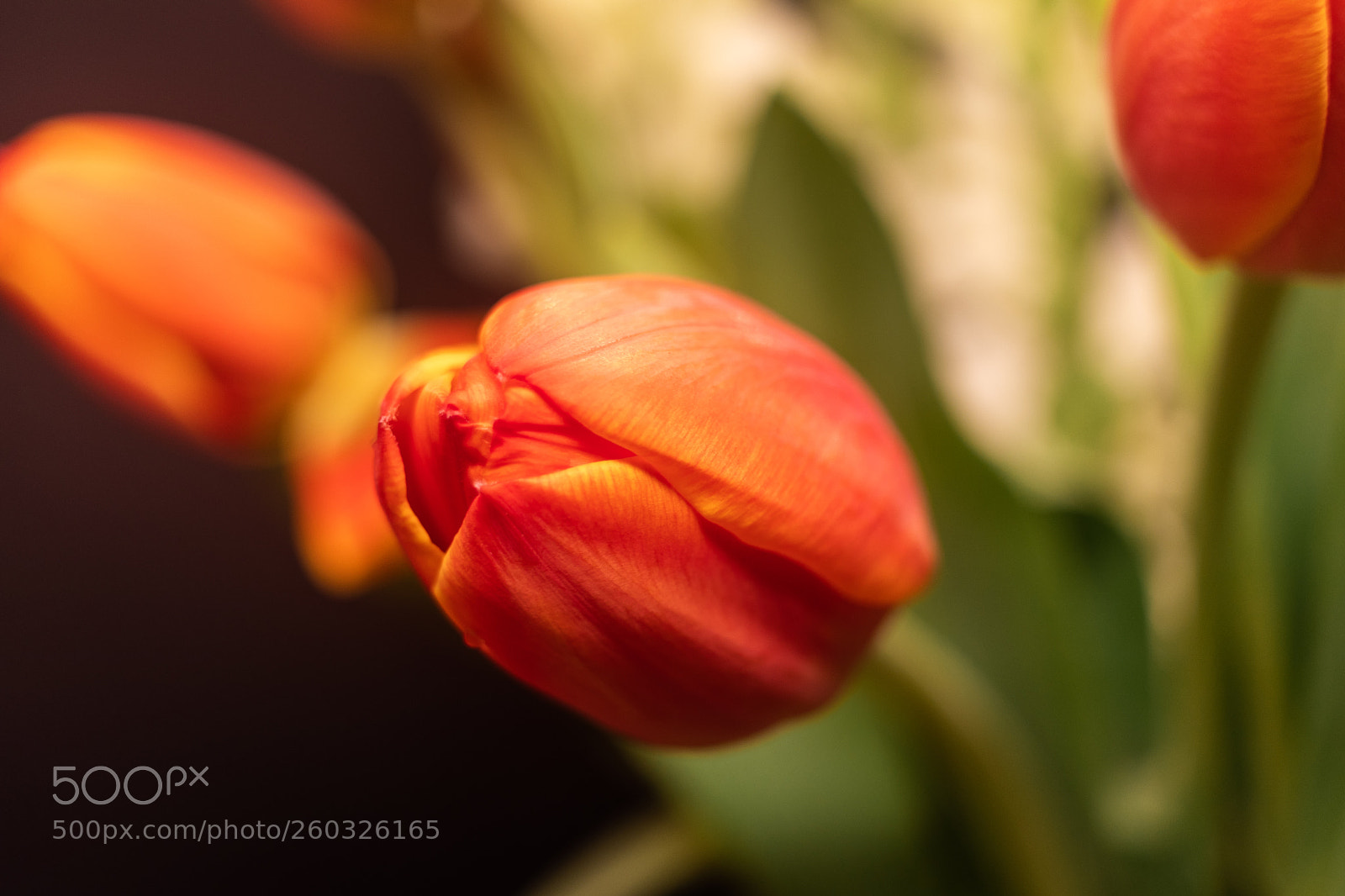 Canon EOS 80D sample photo. Red tulip photography