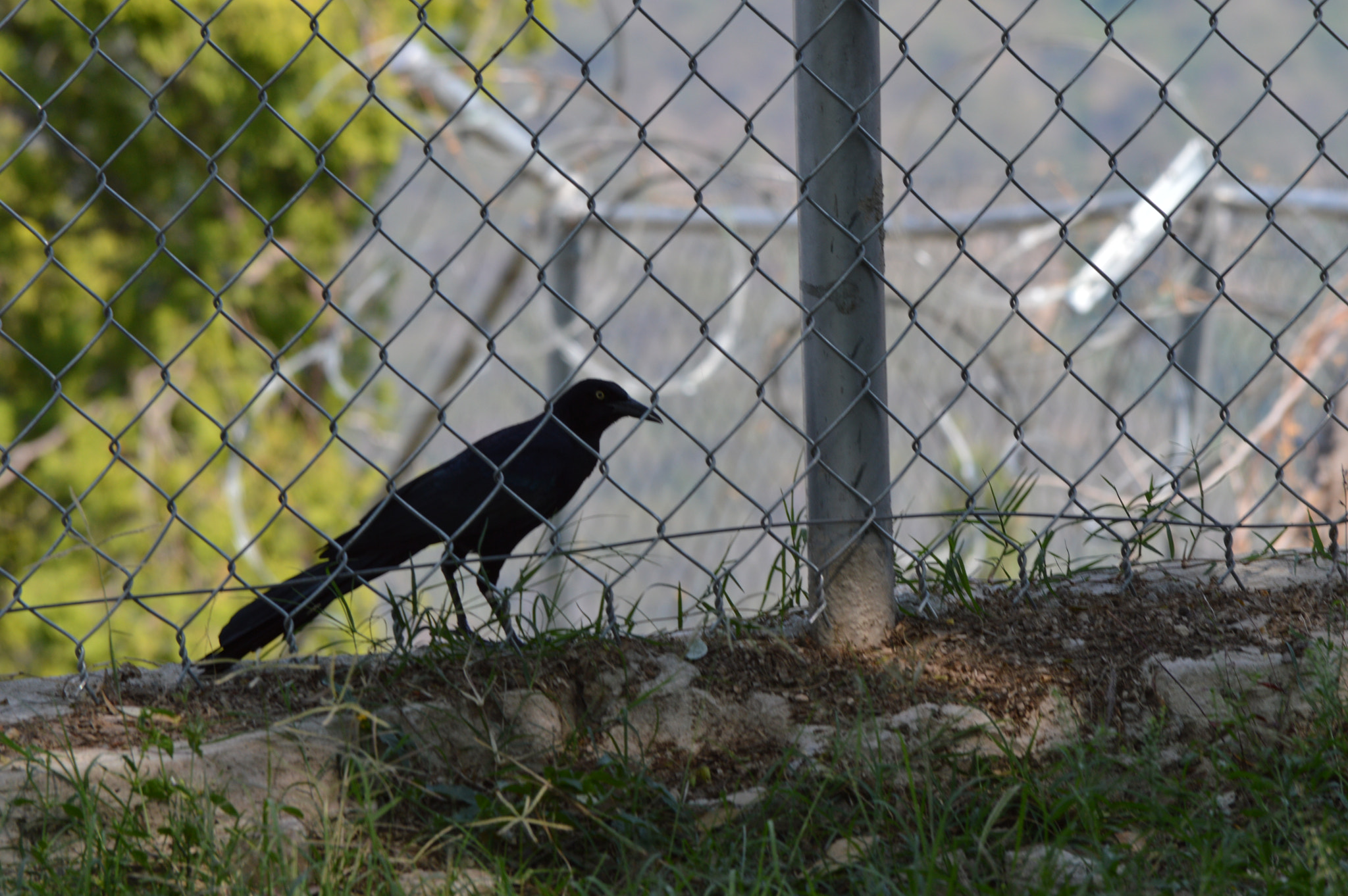 Nikon D3200 sample photo. Enjaulado photography