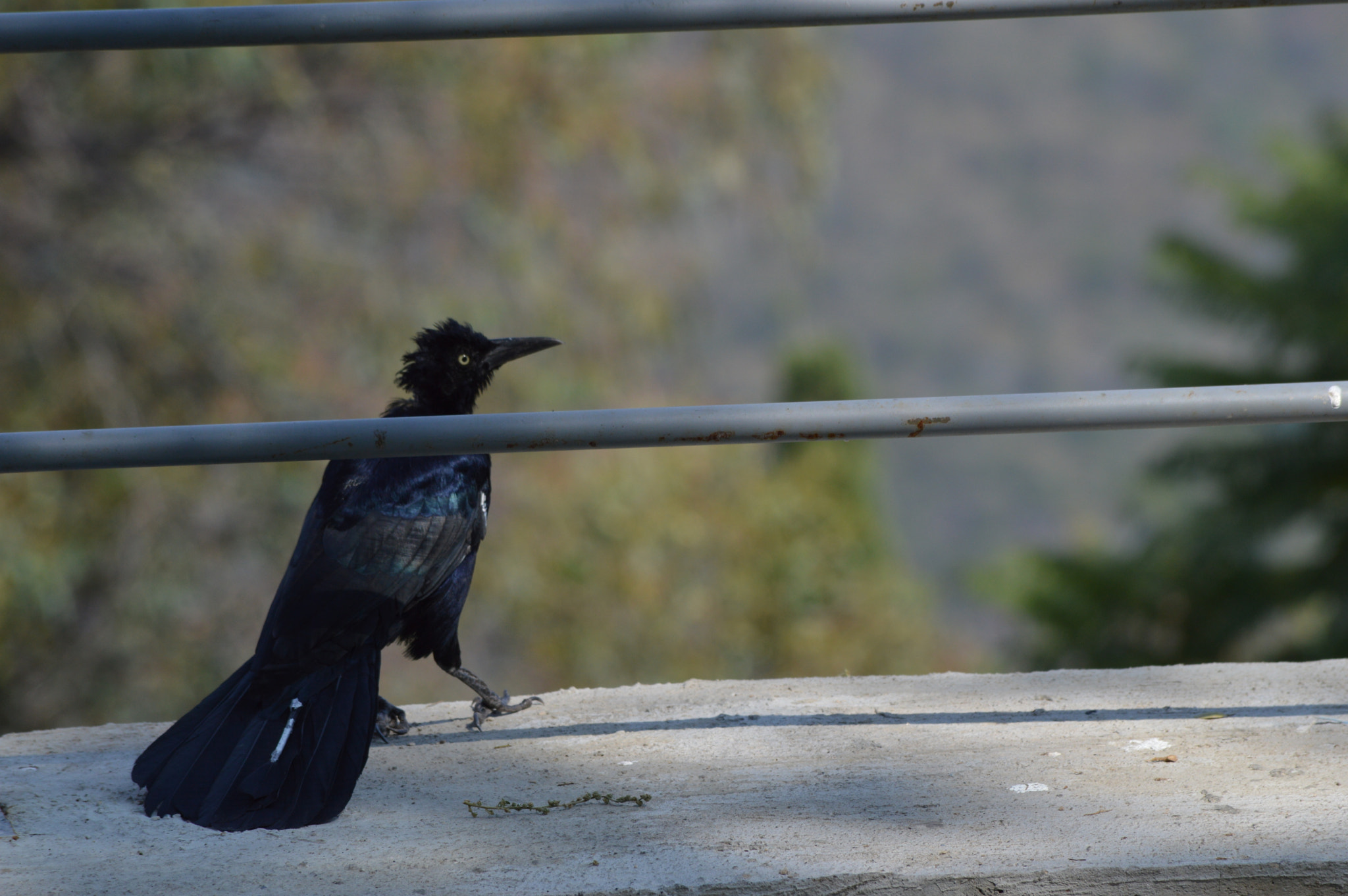 Nikon D3200 sample photo. Habitad natural photography