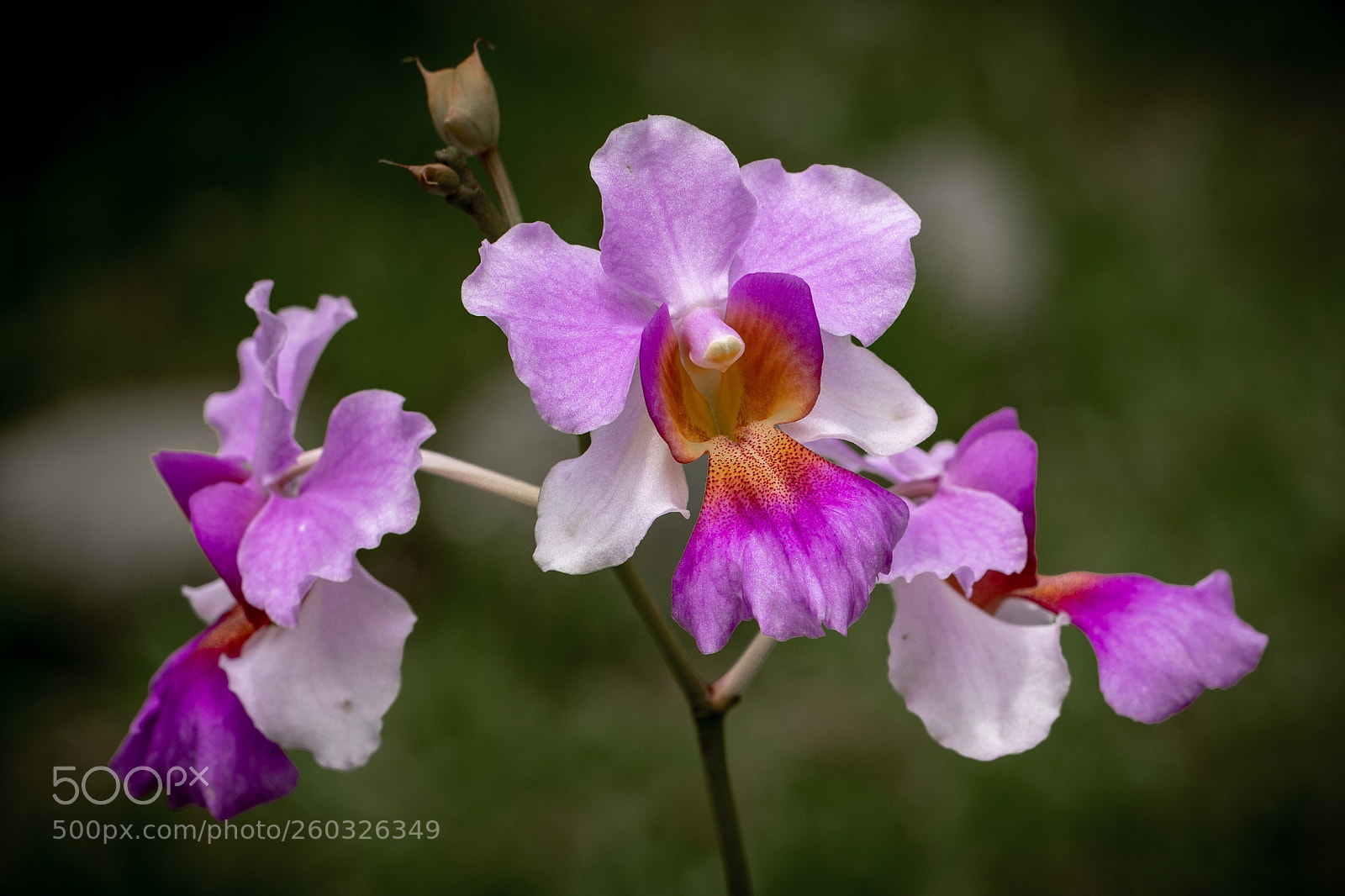 Canon EOS 5D Mark IV sample photo. Another orchid photography