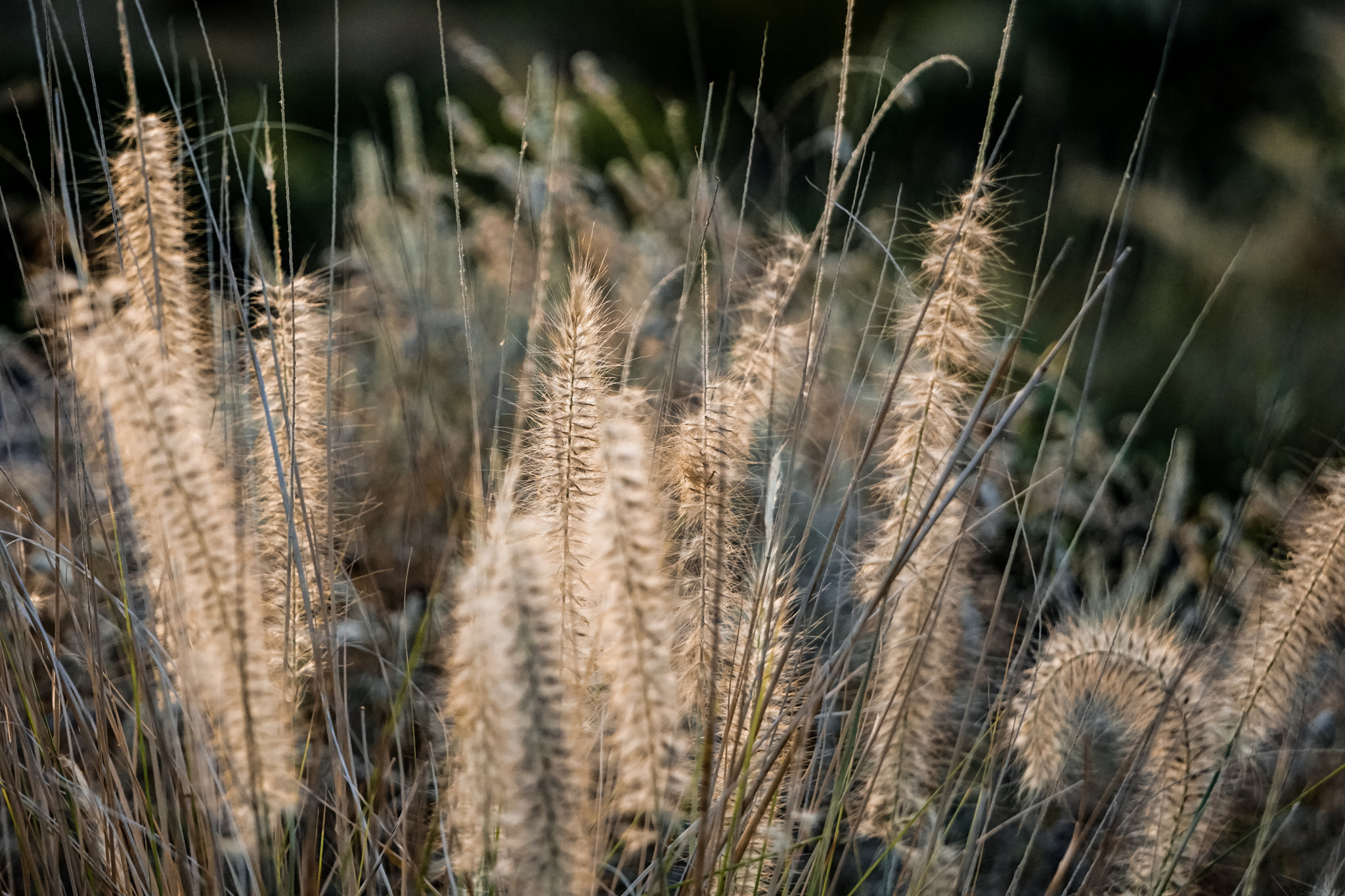 Sony a5100 sample photo. Golden glow photography