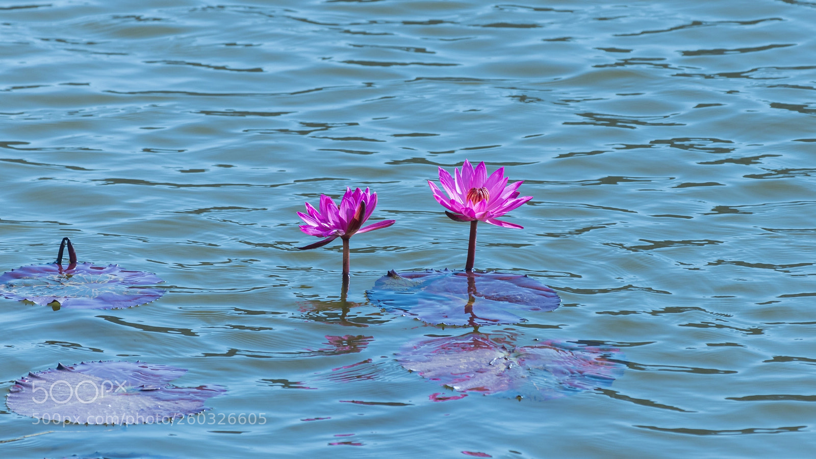 Canon EOS 80D sample photo. Water lillies photography