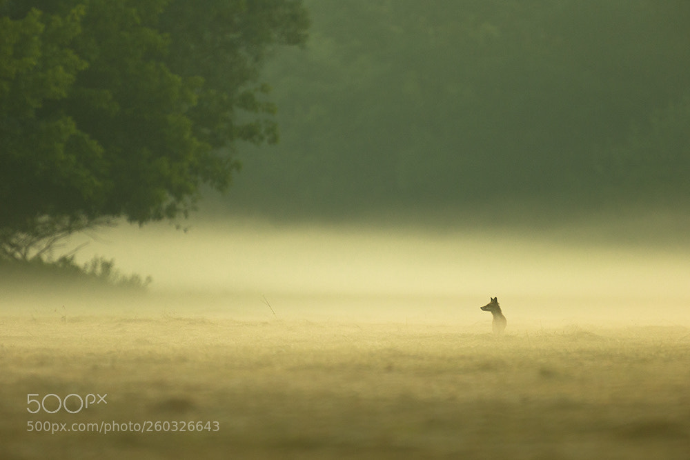 Canon EOS-1D X sample photo. Hunting in the mist photography