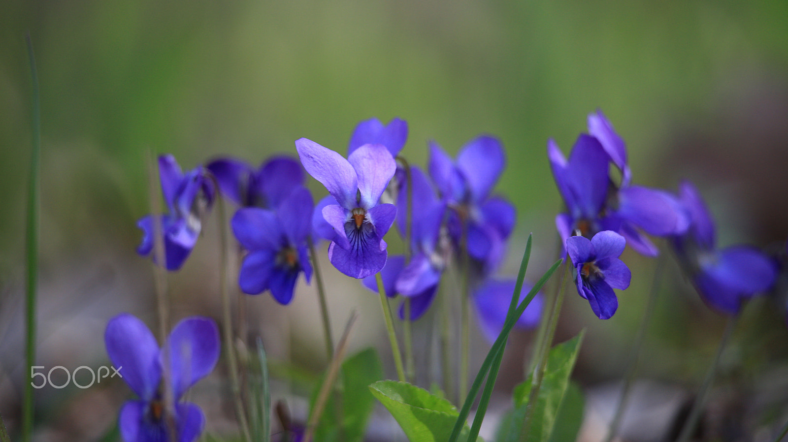 Canon EF-S 55-250mm F4-5.6 IS STM sample photo. New life photography