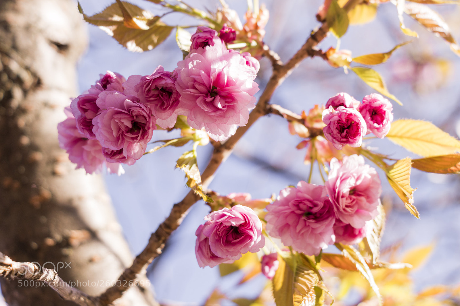 Canon EOS 77D (EOS 9000D / EOS 770D) sample photo. Cherry blossom photography