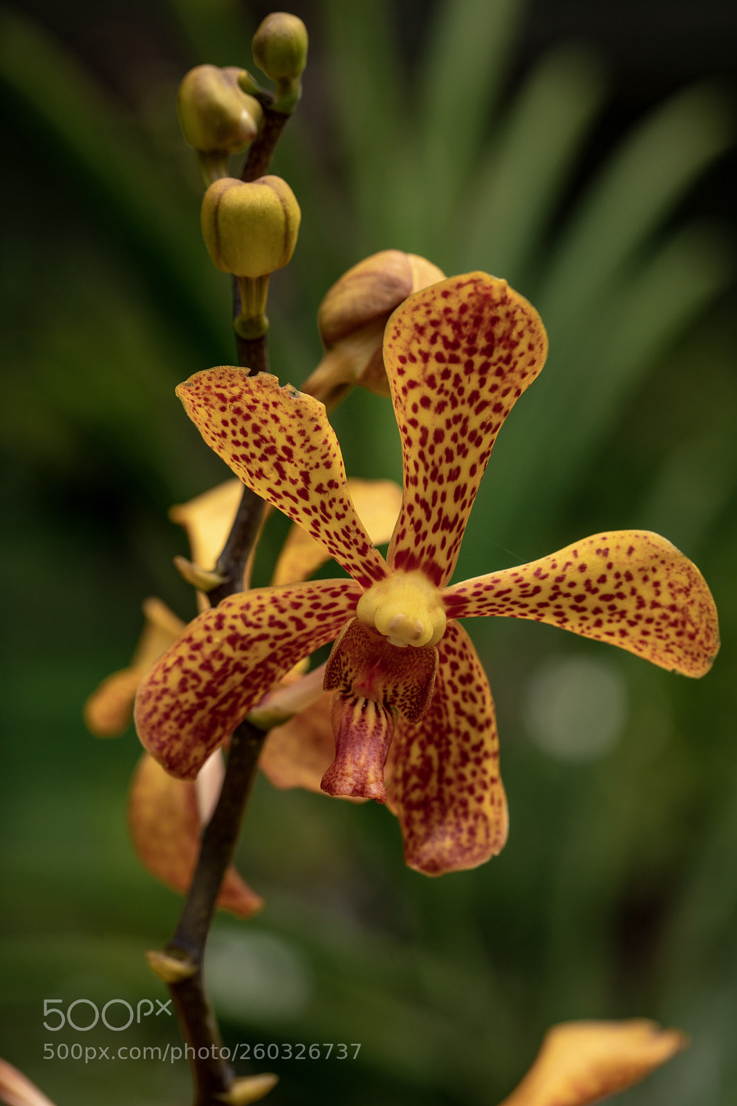 Canon EOS 5D Mark IV sample photo. Yellow and blood orchid photography