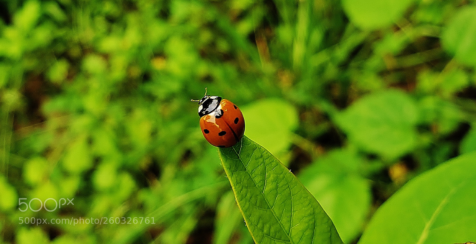 Samsung Galaxy S9+ sample photo. Seven spotted lady beetle 2018 photography