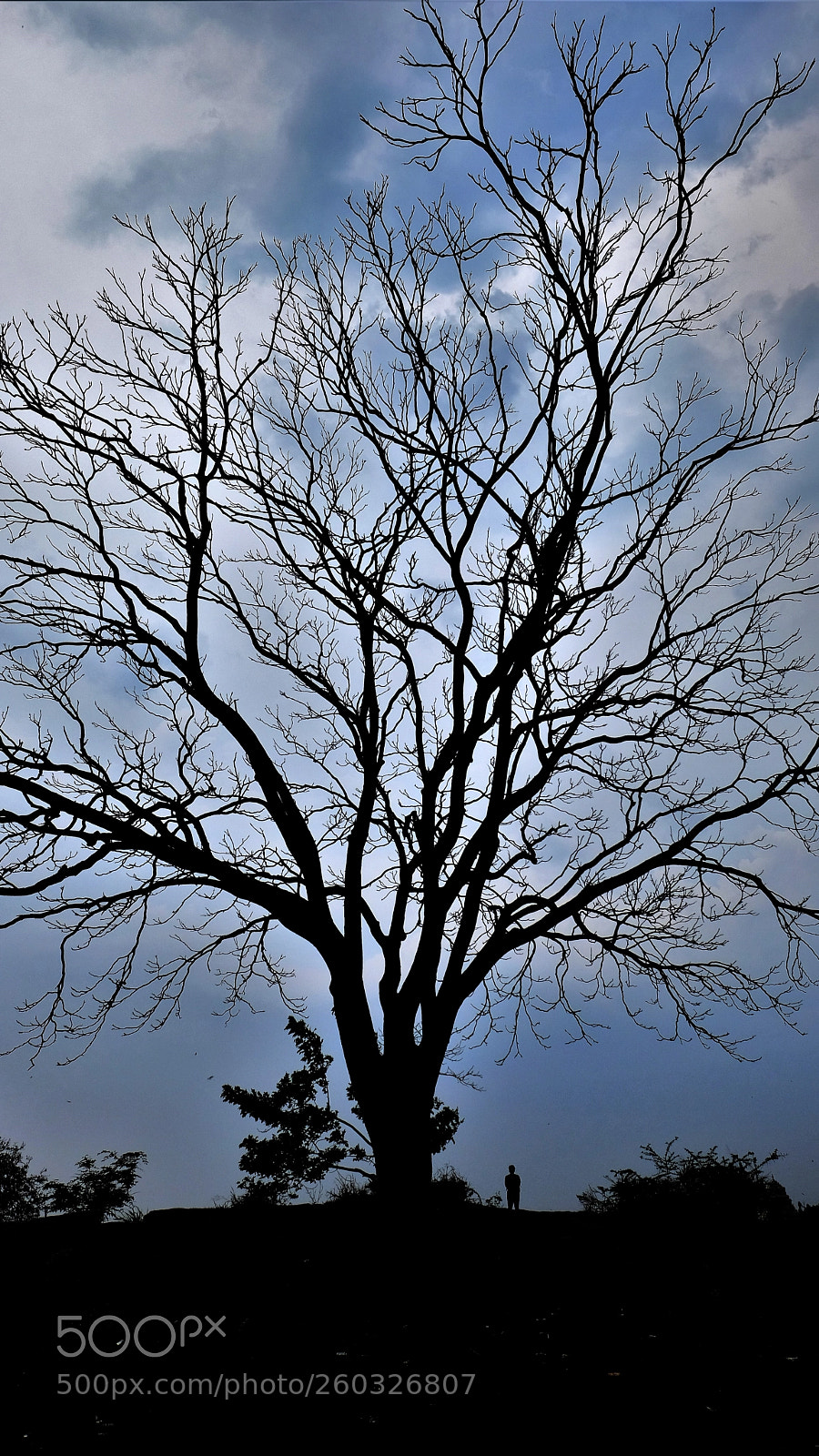 Fujifilm X-T2 sample photo. Wisdom tree photography