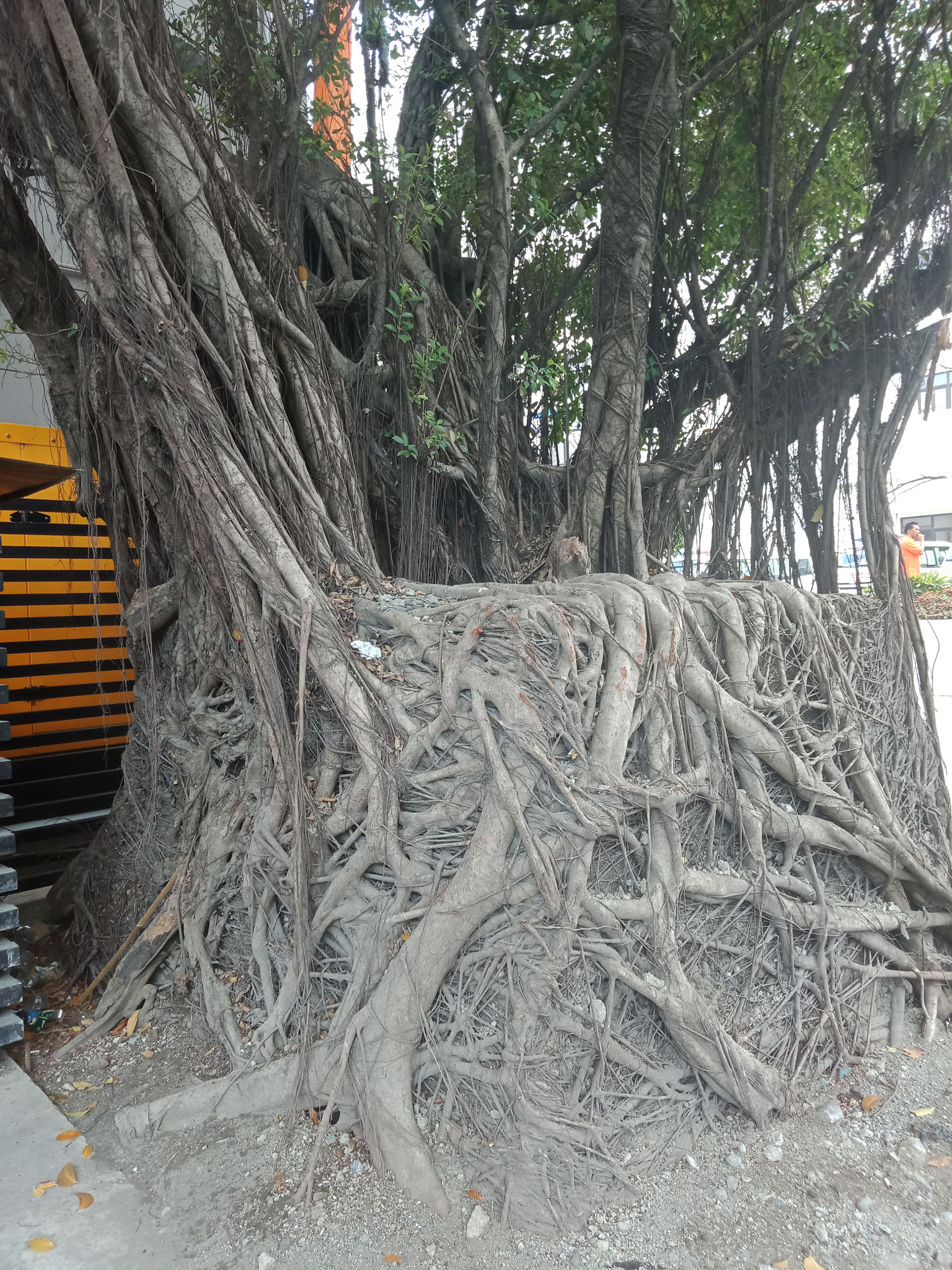 OPPO CPH1729 sample photo. It is a balete tree.... photography