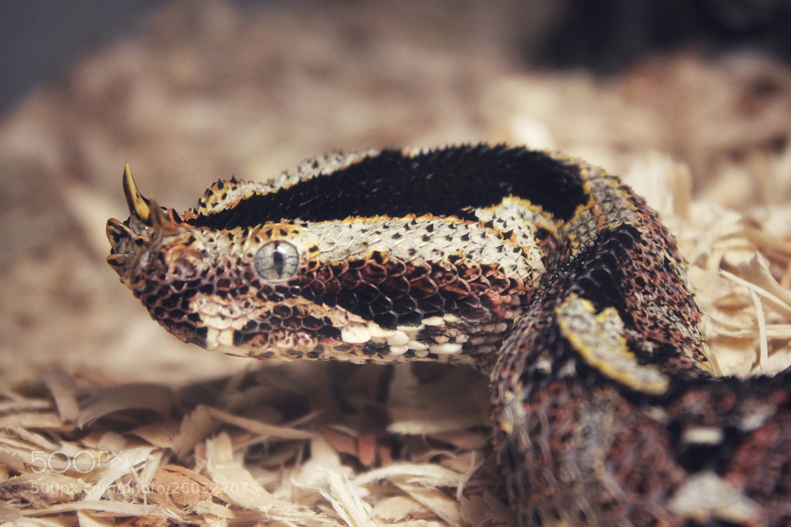 Canon EOS 500D (EOS Rebel T1i / EOS Kiss X3) sample photo. Rhino viper photography
