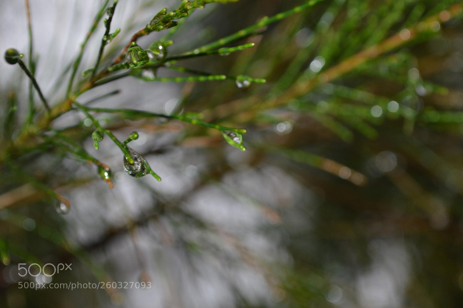 Nikon D3200 sample photo. Gotitas photography