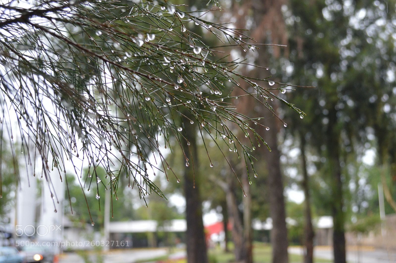 Nikon D3200 sample photo. Pino mojado photography
