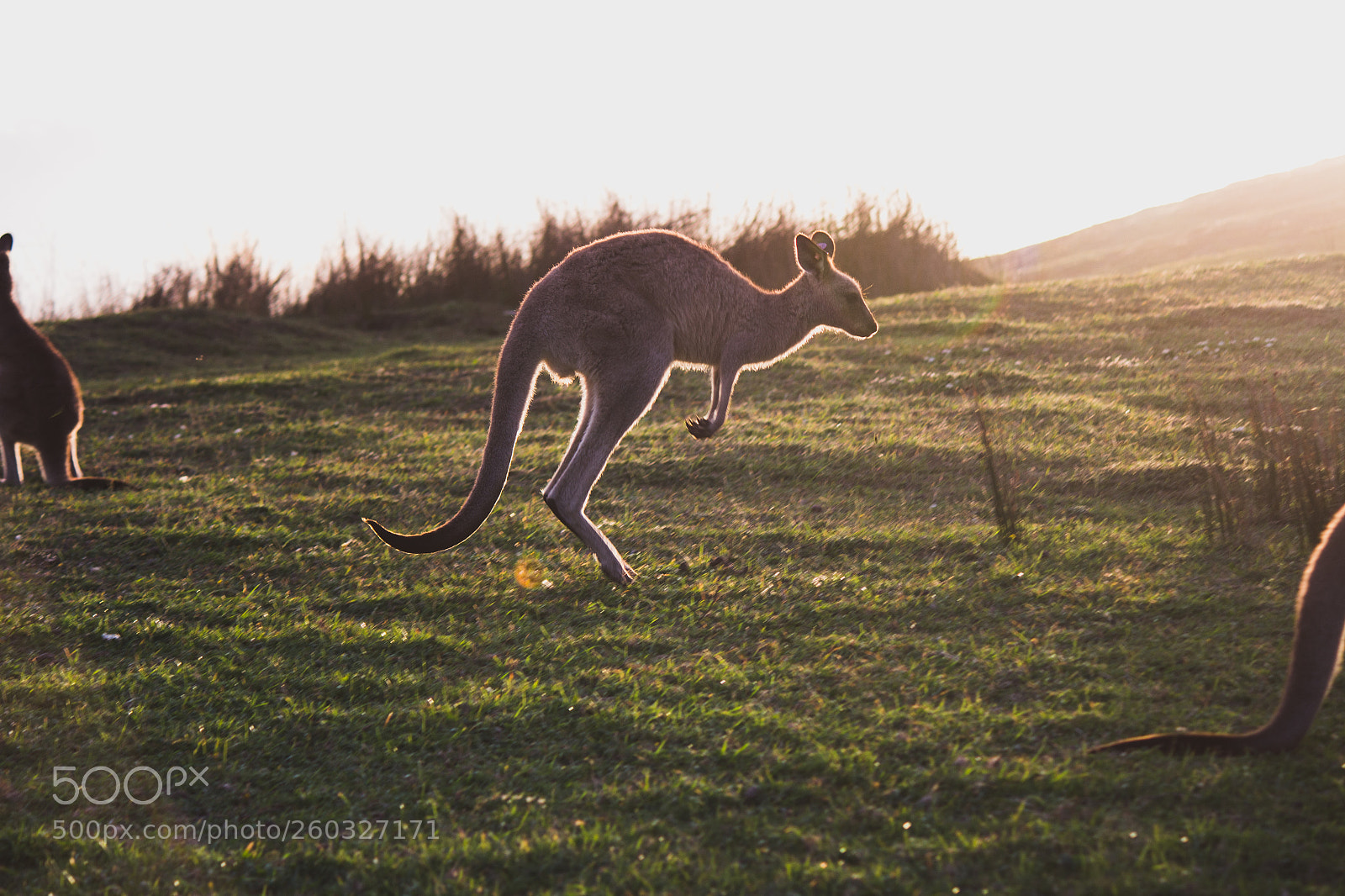 Canon EOS 700D (EOS Rebel T5i / EOS Kiss X7i) sample photo. Skippy the kangaroo photography