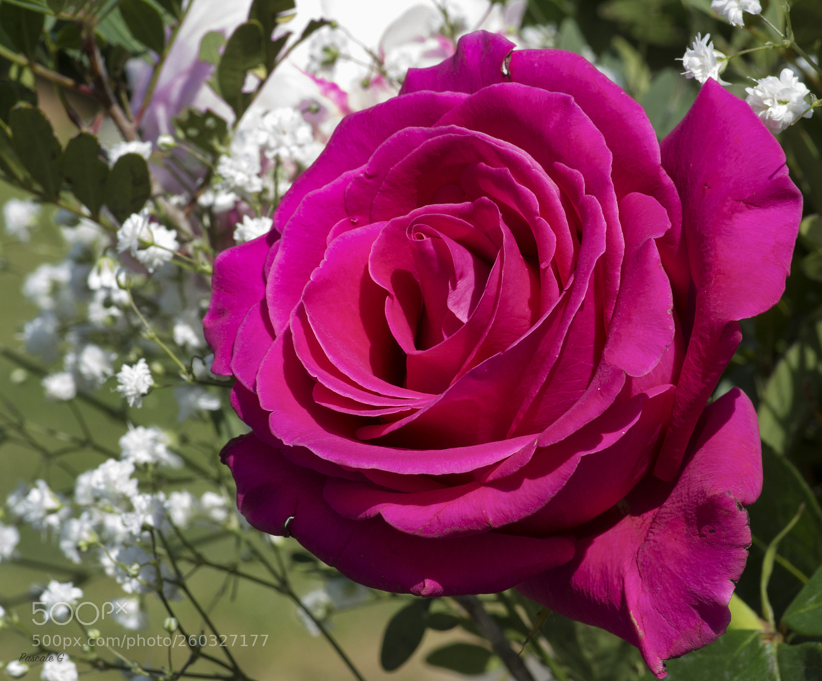 Nikon D7100 sample photo. The rose photography