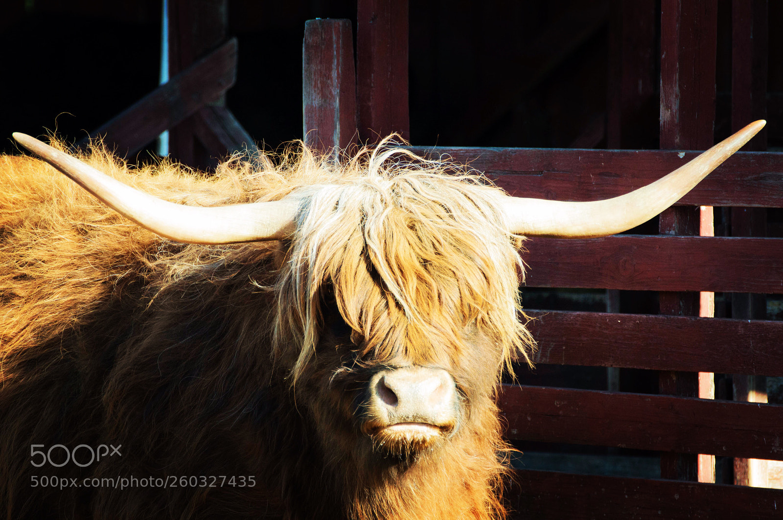 Nikon D3200 sample photo. Bad hairday photography