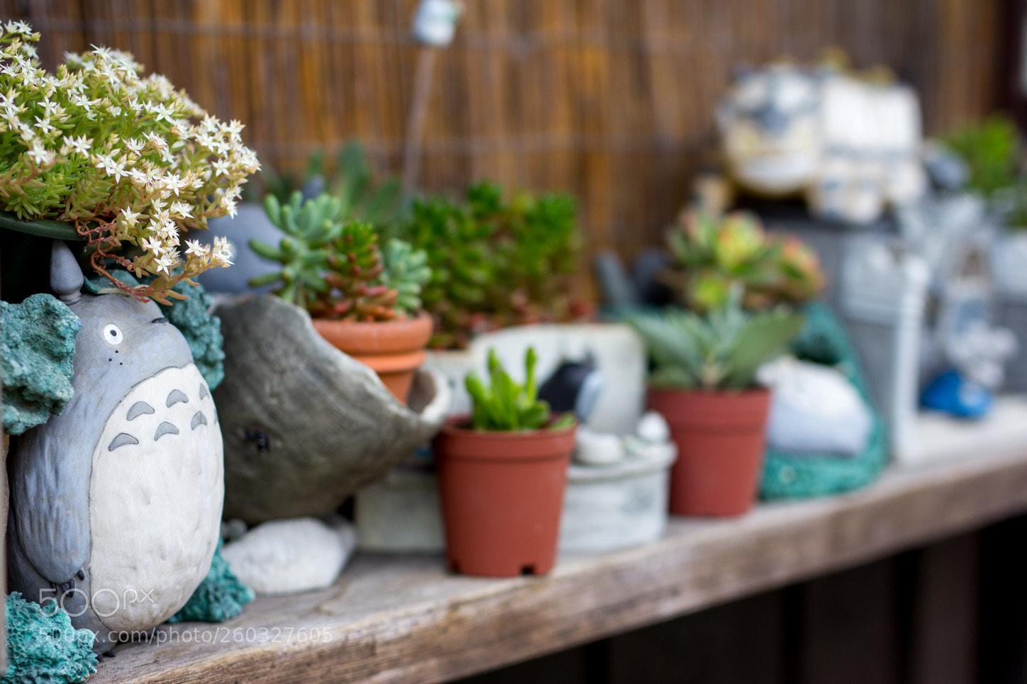 Canon EOS 60D sample photo. Img photography