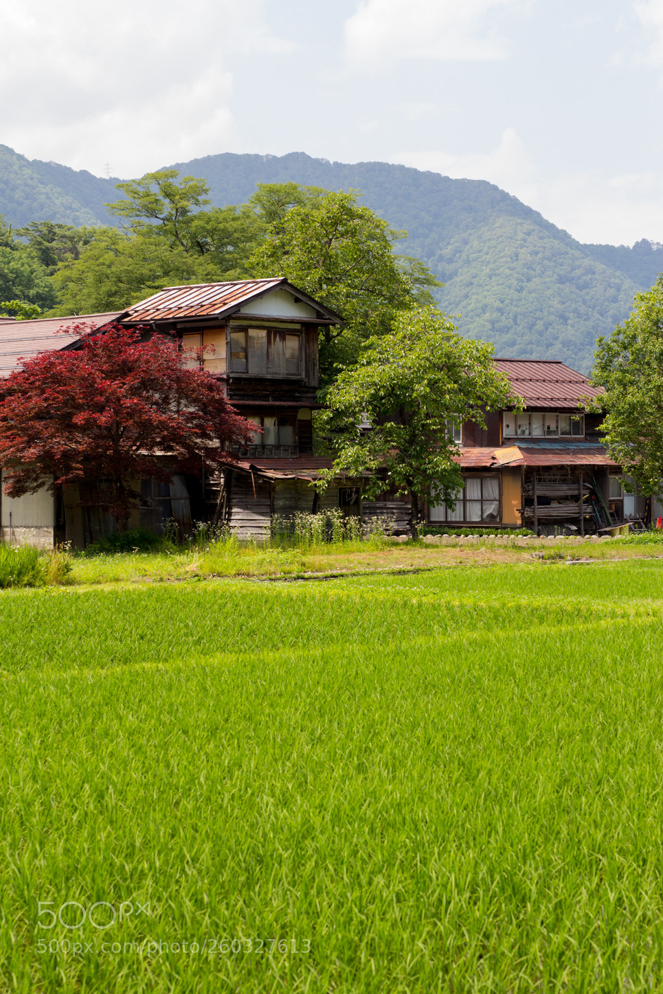 Canon EOS 60D sample photo. Img photography