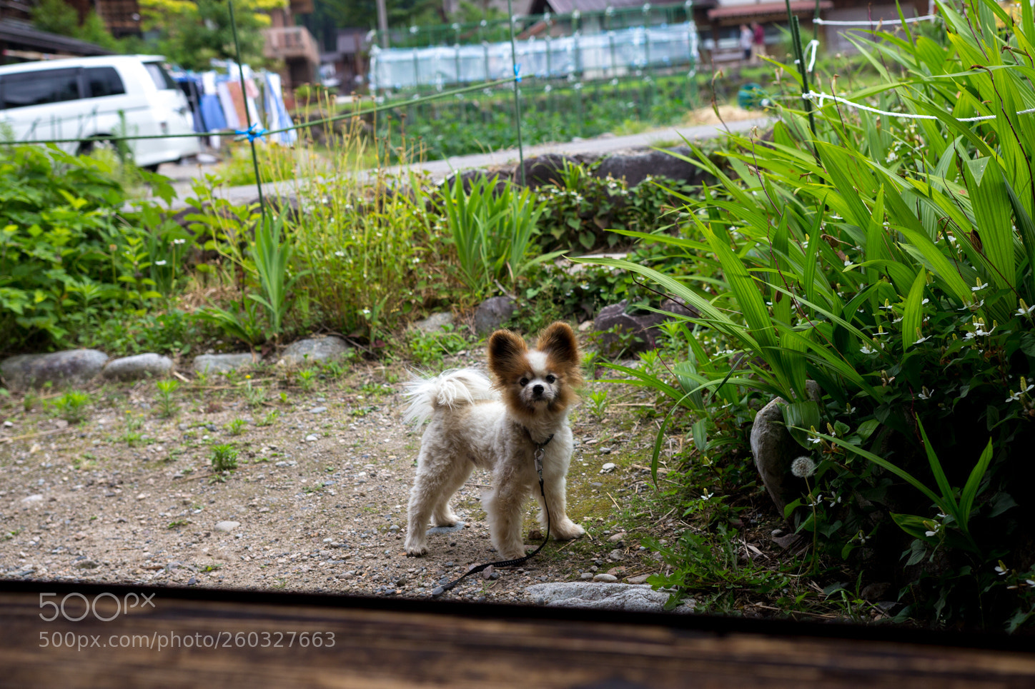 Canon EOS 60D sample photo. Img photography