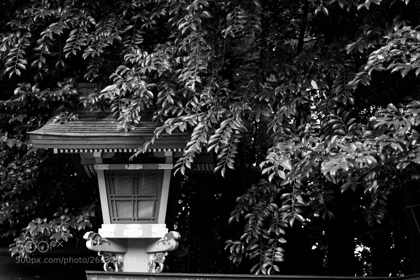 Canon EOS 60D sample photo. Img photography
