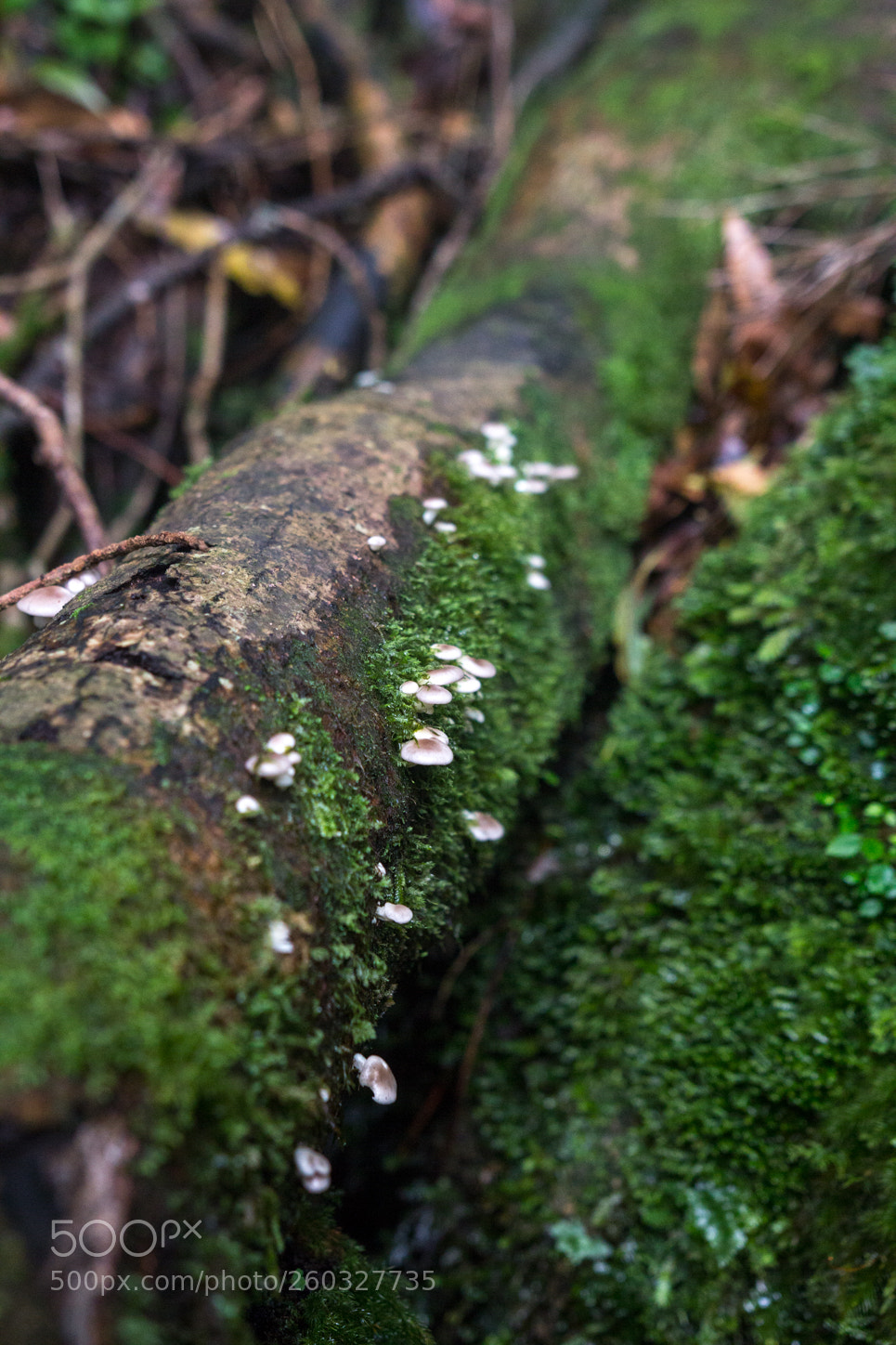 Canon EOS 60D sample photo. Img photography