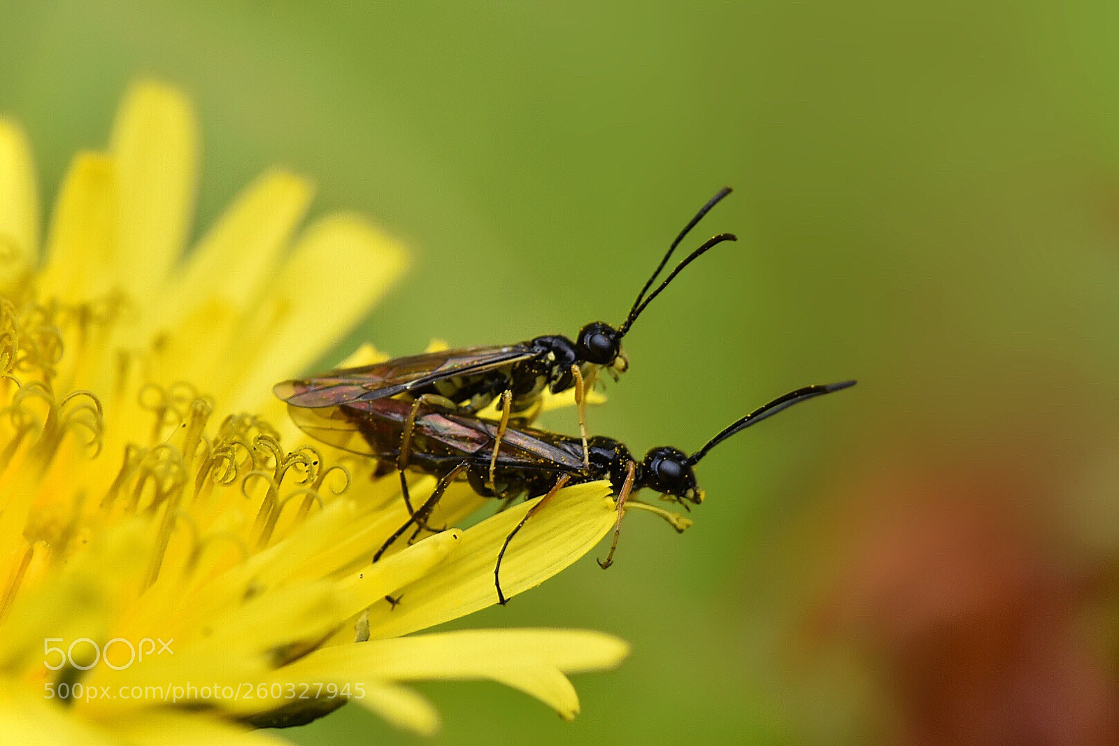 Nikon D5600 sample photo. Potter wasps love:)  photography