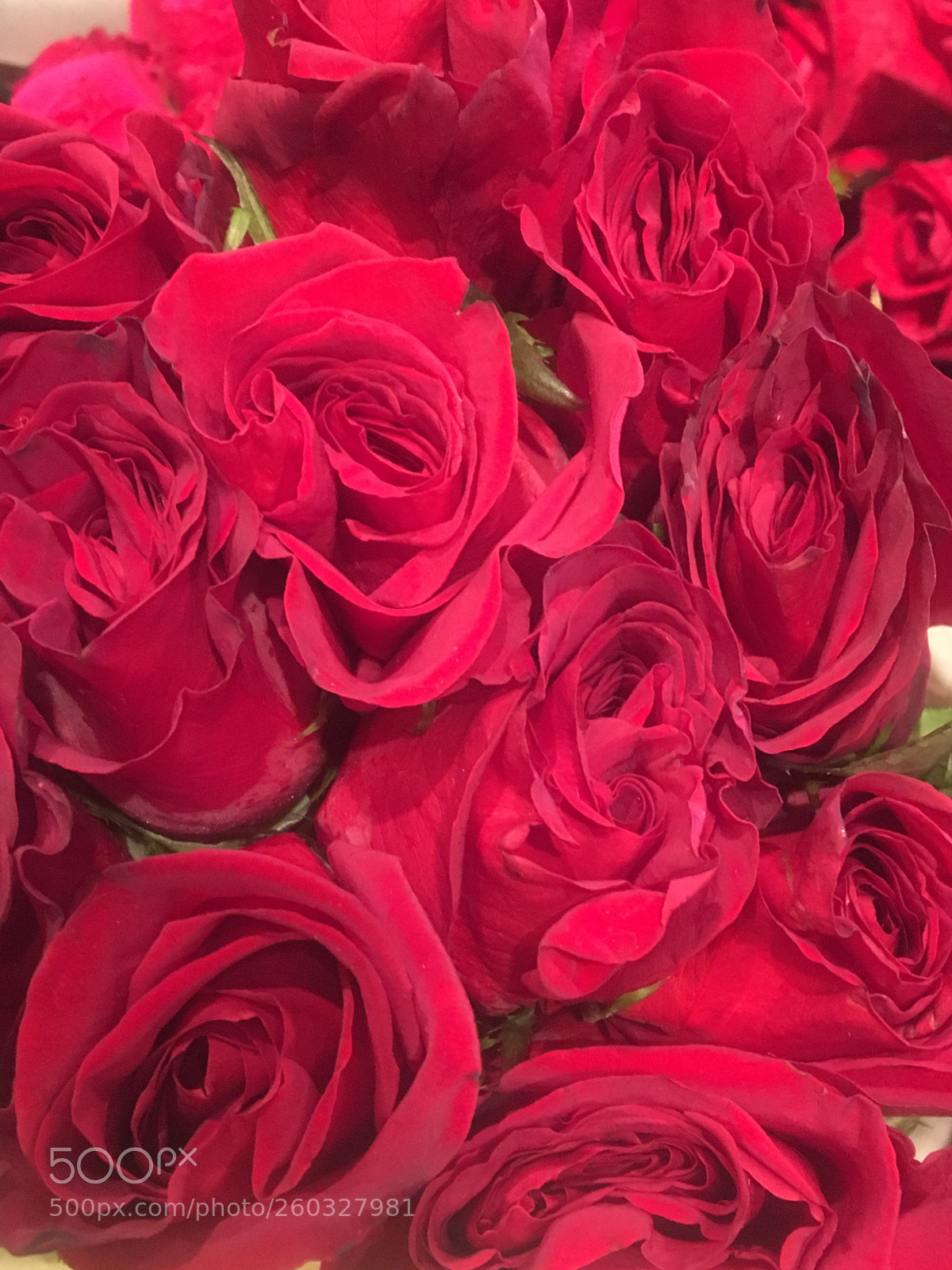 Apple iPhone 6s sample photo. “sea of roses” photography