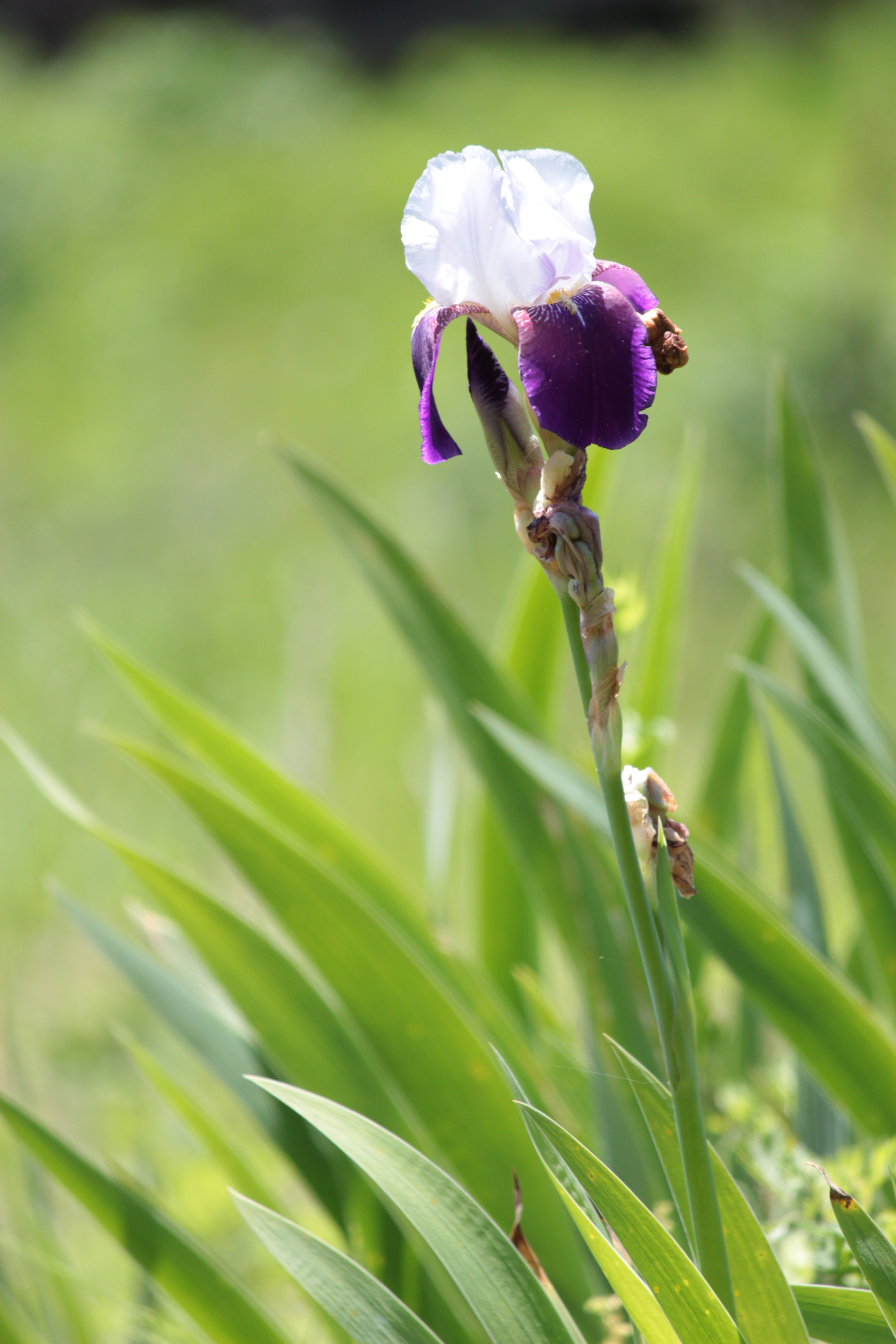 Canon EOS 100D (EOS Rebel SL1 / EOS Kiss X7) sample photo. Img photography