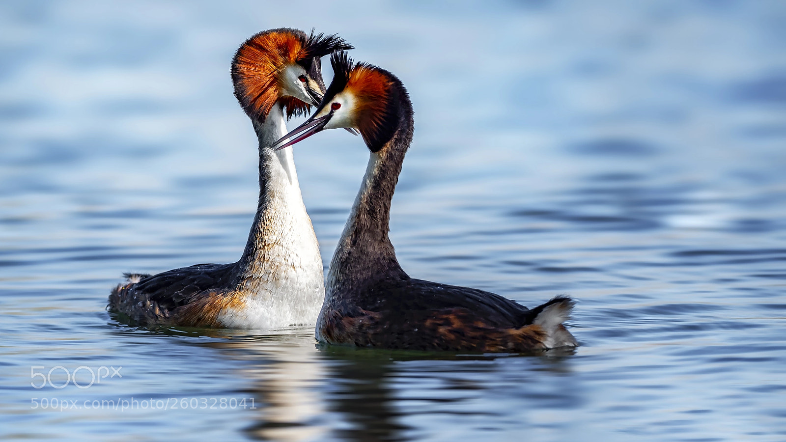 Panasonic Lumix DC-G9 sample photo. Great crested grebe photography