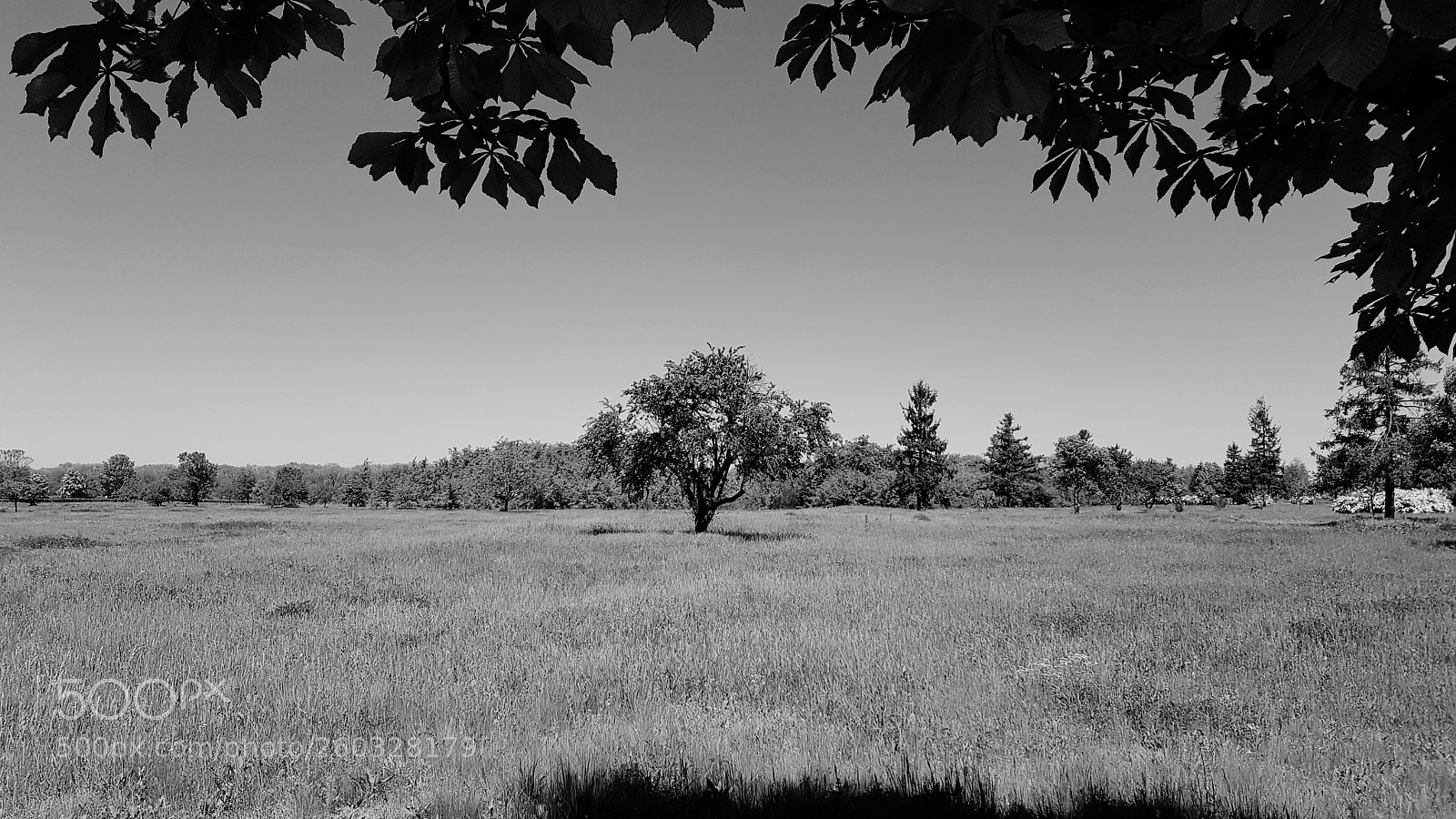 Samsung Galaxy S8 sample photo. Tree photography
