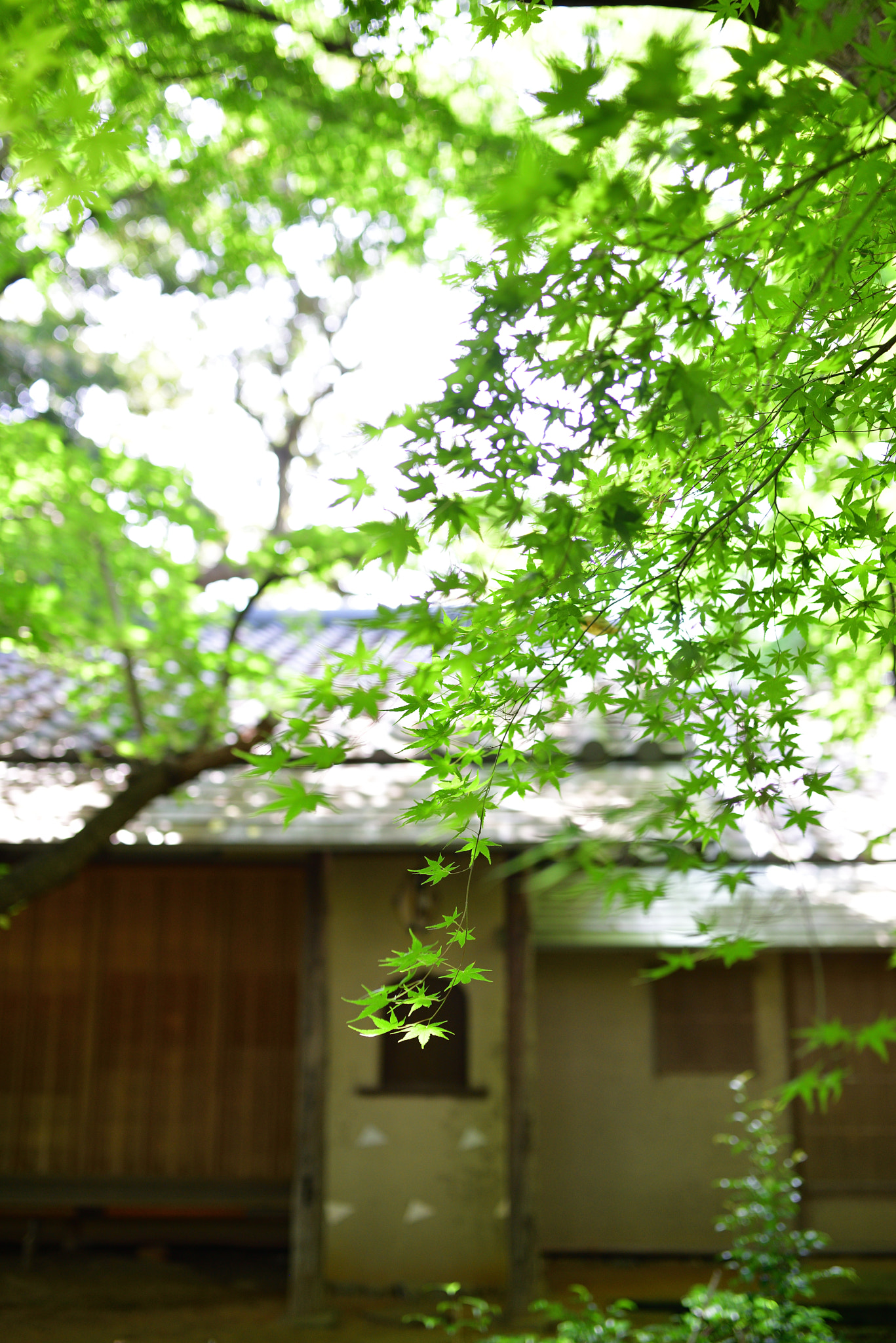 Nikon D800E sample photo. Green season photography