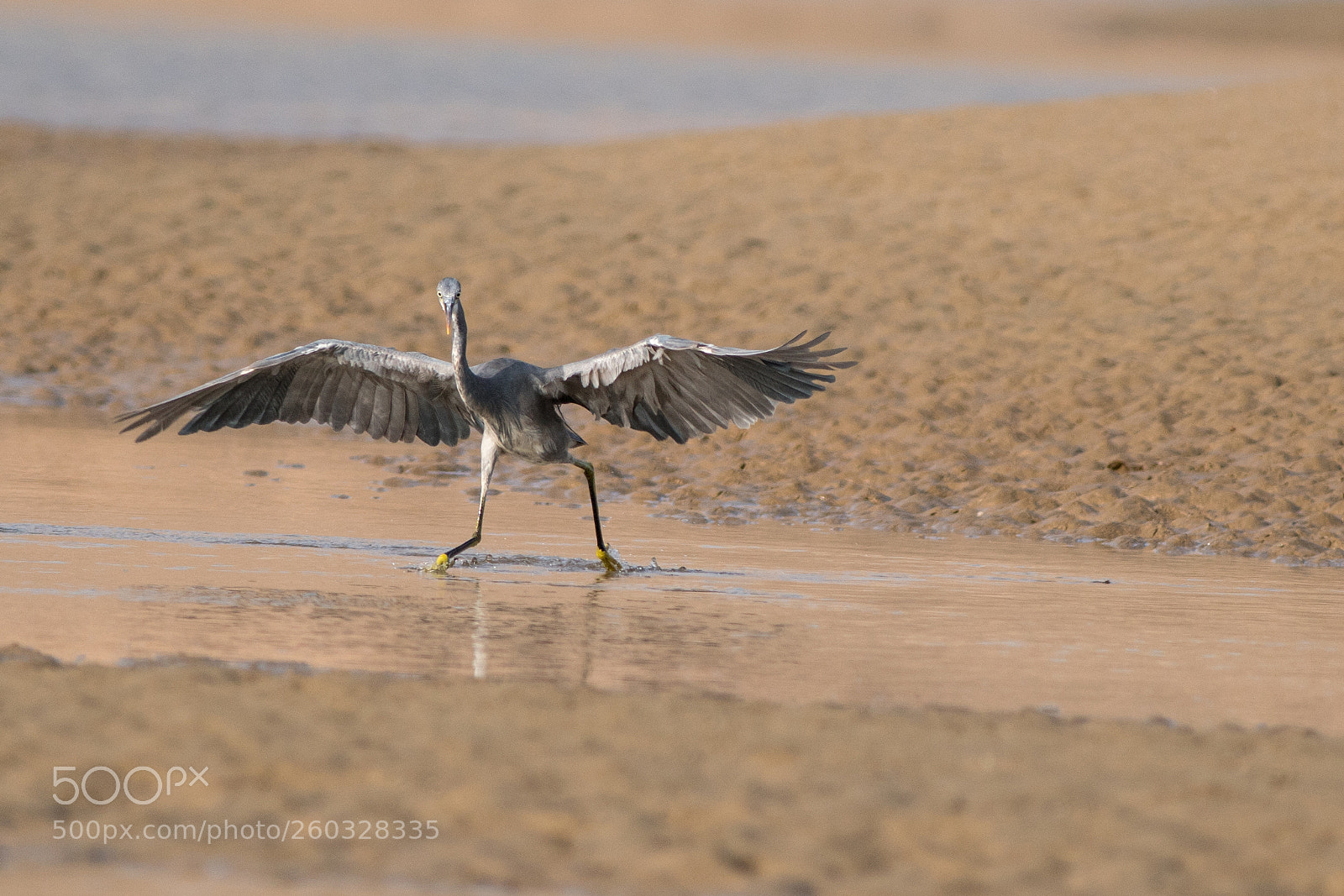 Sony a7R II sample photo. Dancing heron photography