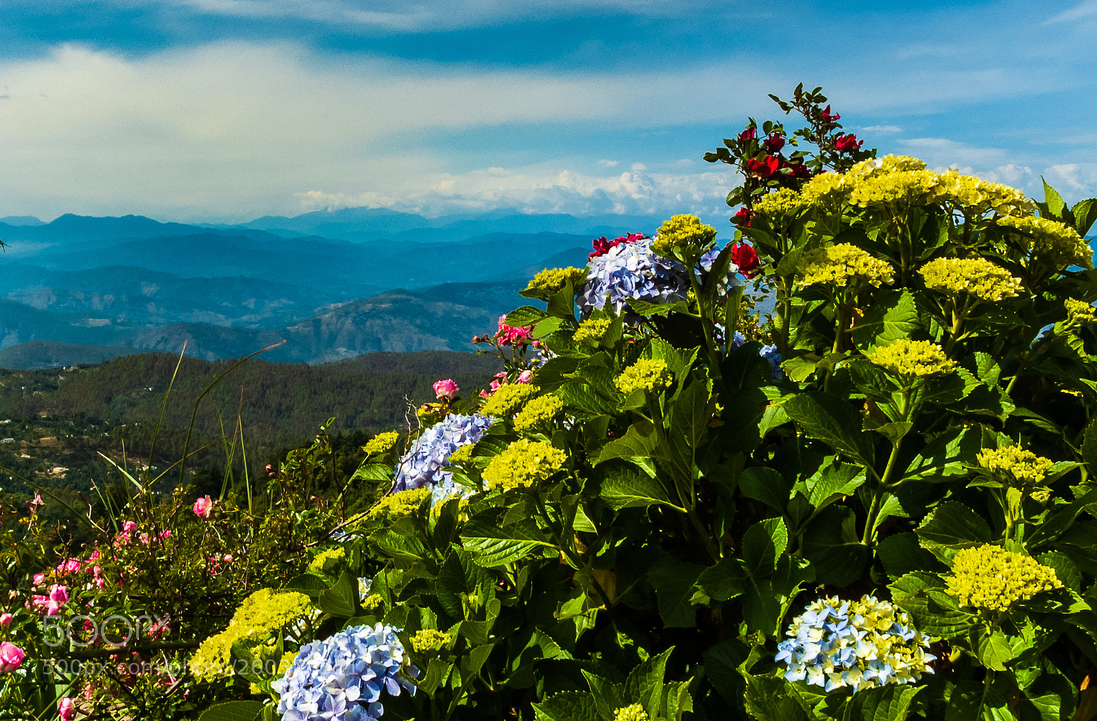 Nikon D70 sample photo. Himalayas- a floral viewpoint photography