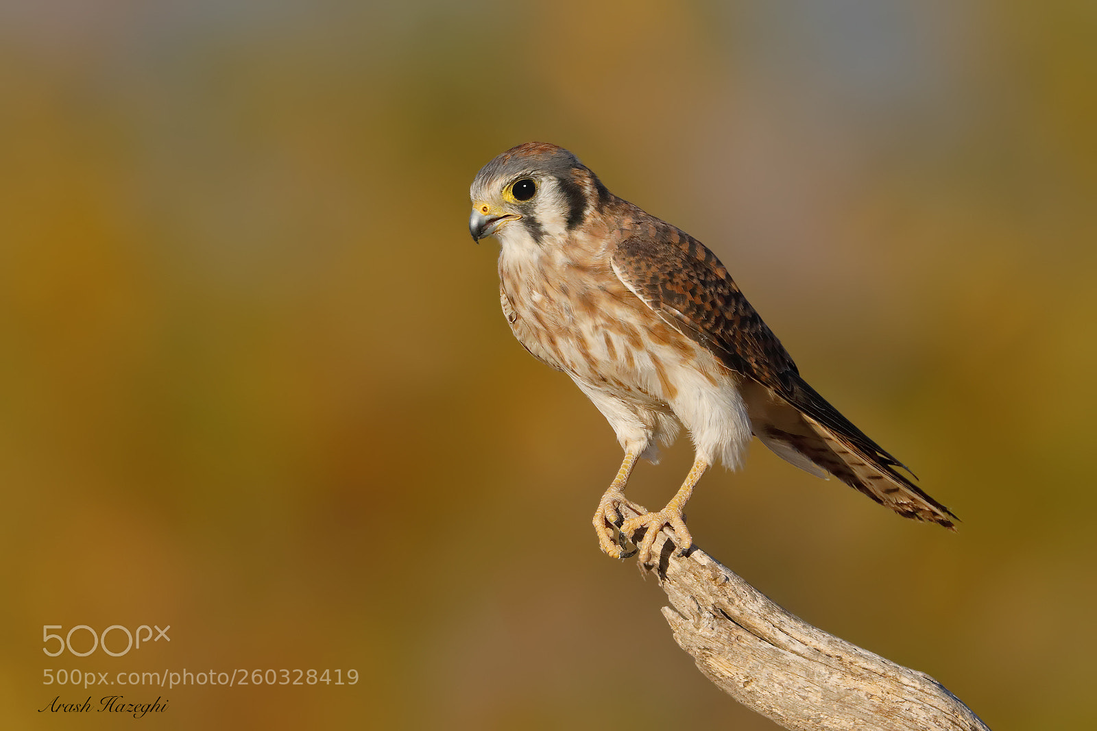 Canon EOS 5D Mark IV sample photo. American kestrel photography